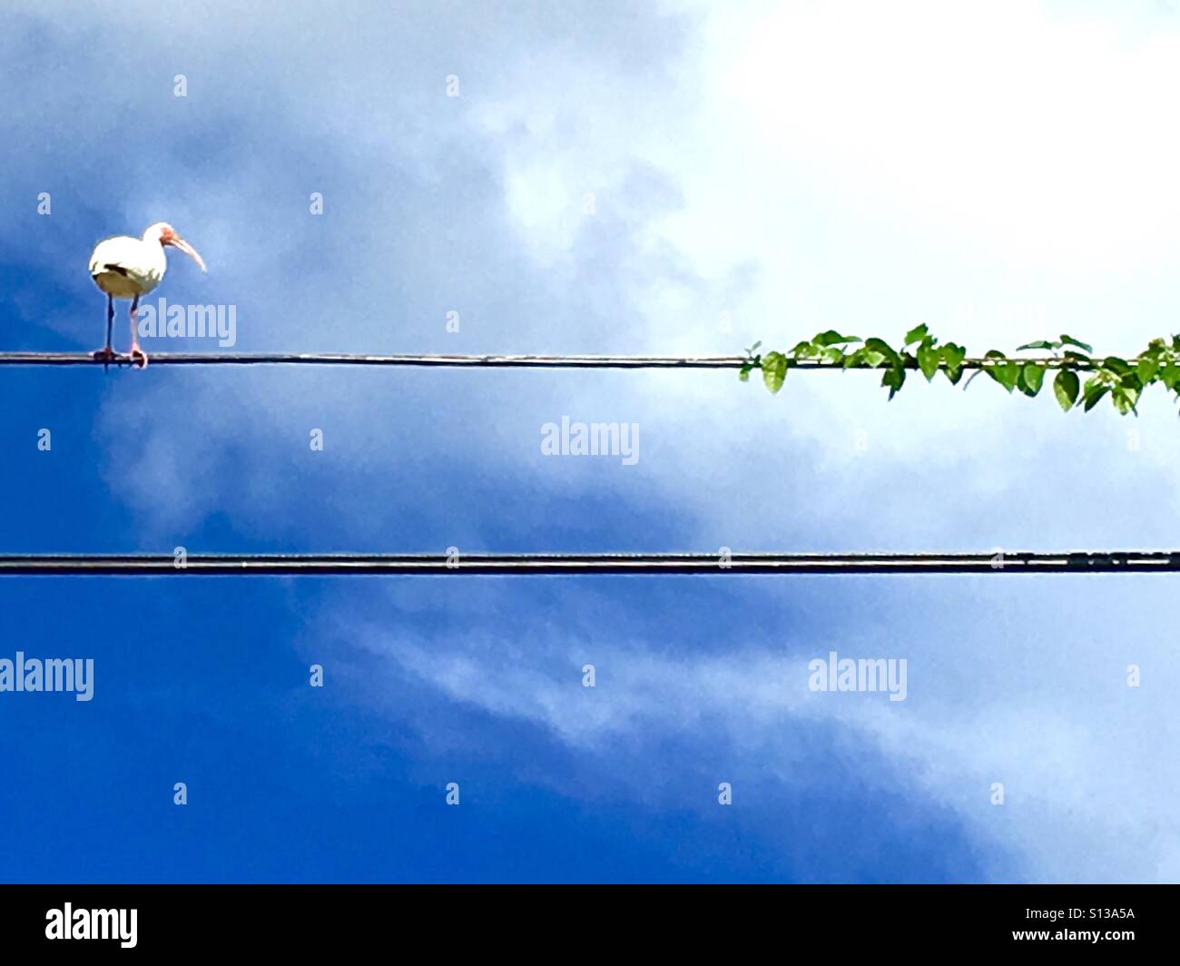 Ibis bird on a wire Banque D'Images