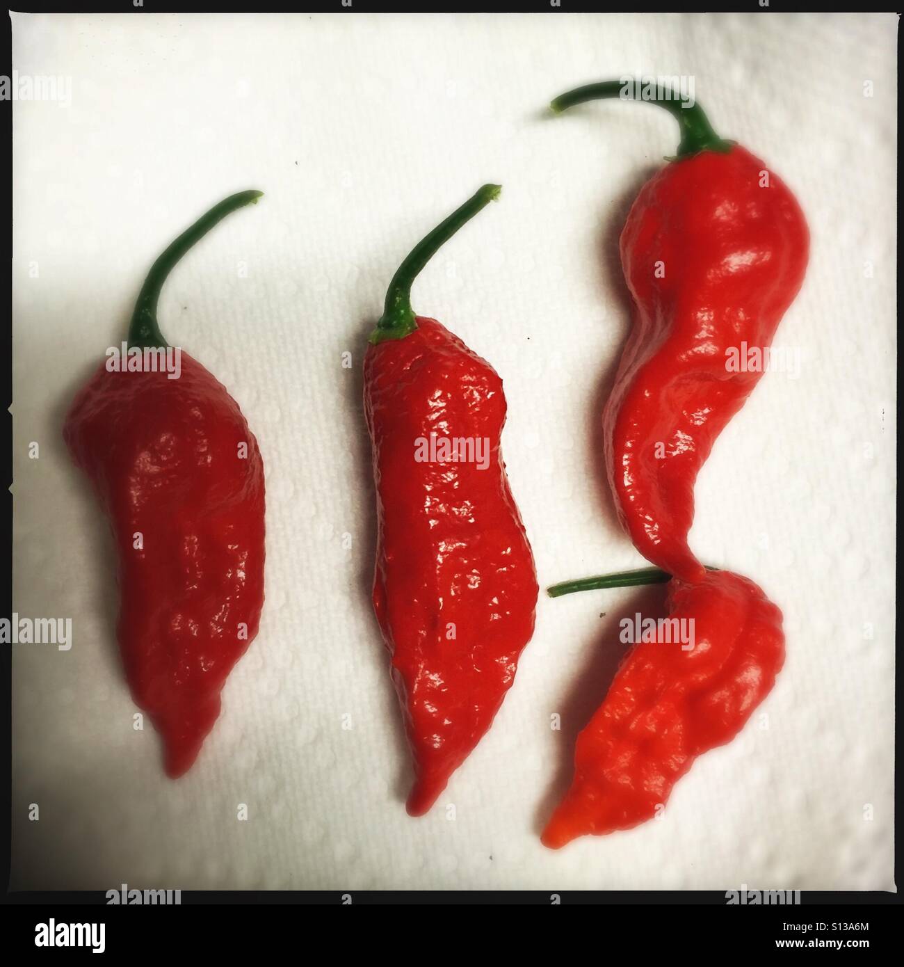 Home Grown poivrons ghost Banque D'Images