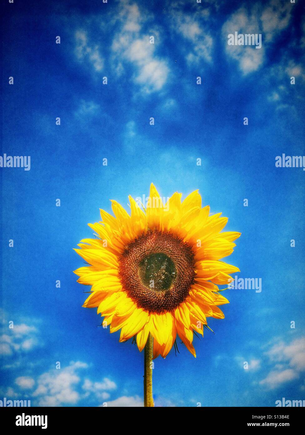 Sunflower against blue sky Banque D'Images
