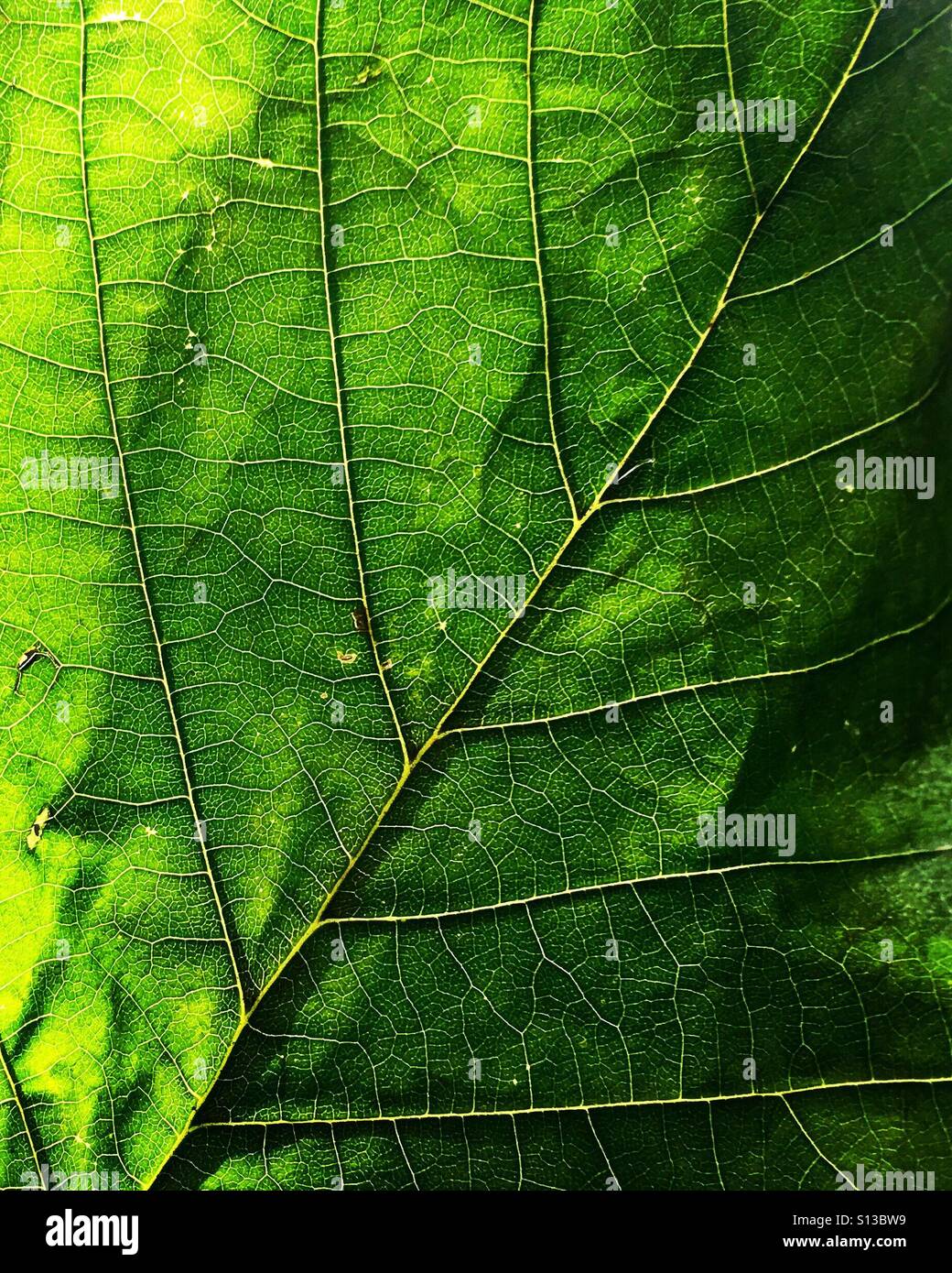 Close-up d'une feuille verte. Banque D'Images