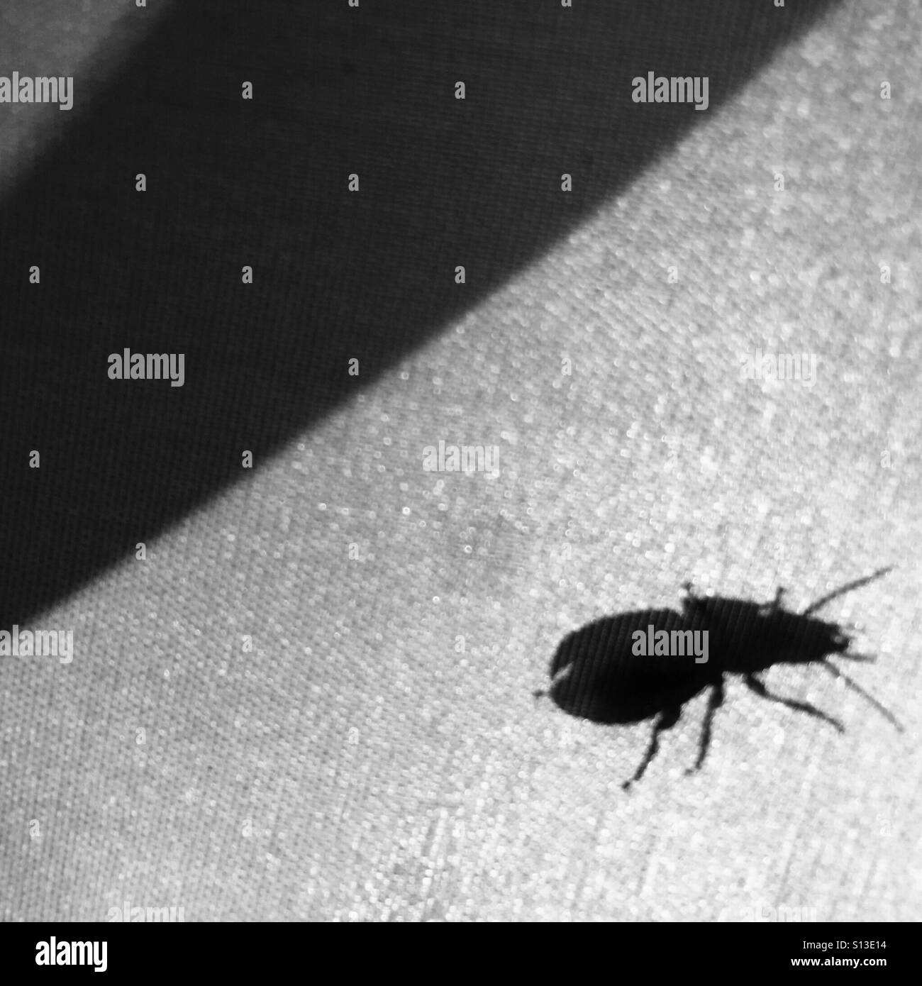 Un scarabée qui se profile à l'extérieur d'une tente. Banque D'Images