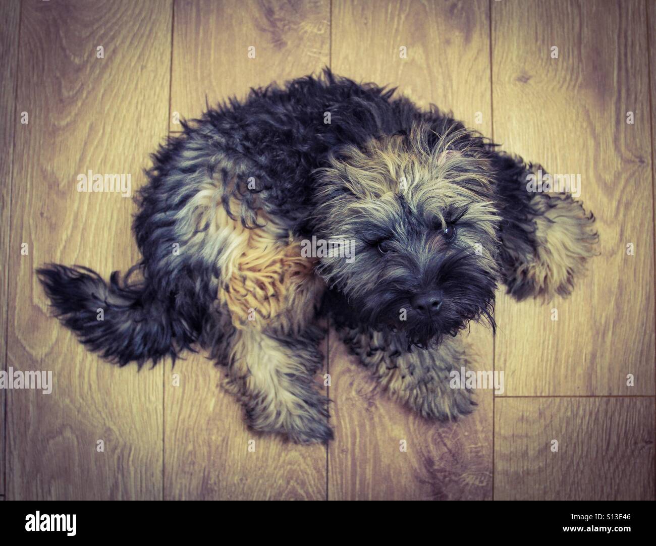 De haut en bas sur un chien poilu poilu, regardant vers le haut de l'appareil photo qui est posée sur un plancher en bois. Banque D'Images