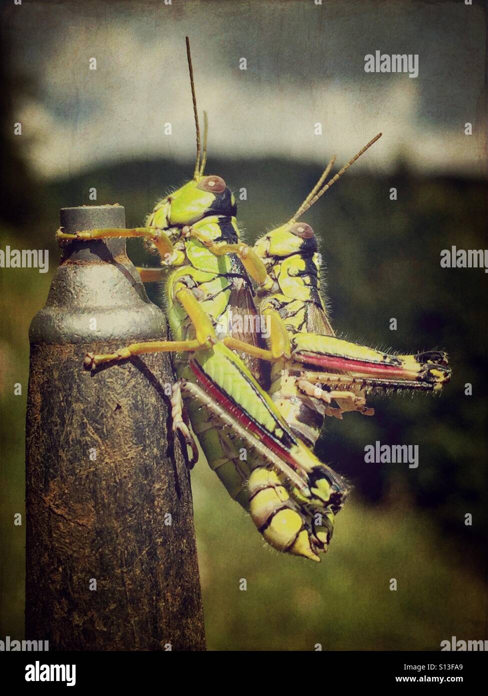 Paire d'accouplement des sauterelles - Image de stock capturée avec un smartphone