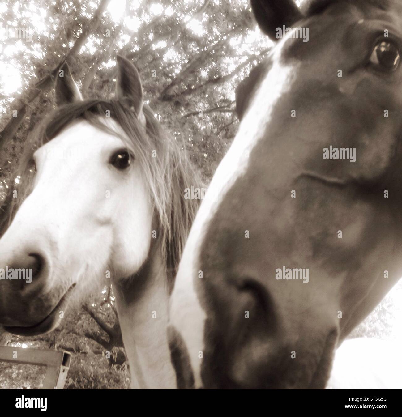 Deux chevaux - Image de stock capturée avec un smartphone