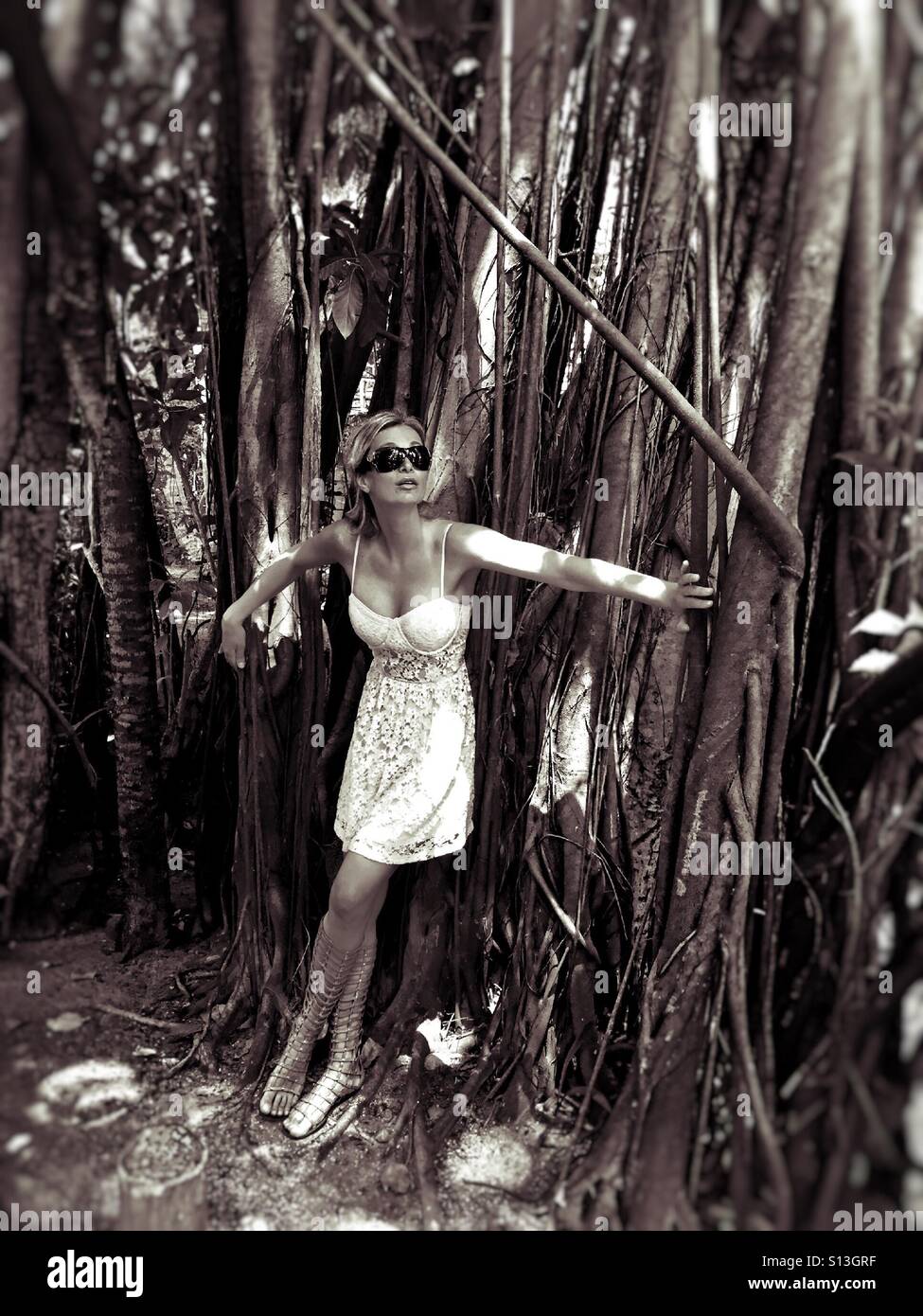 Banyan Tree wood Banque D'Images