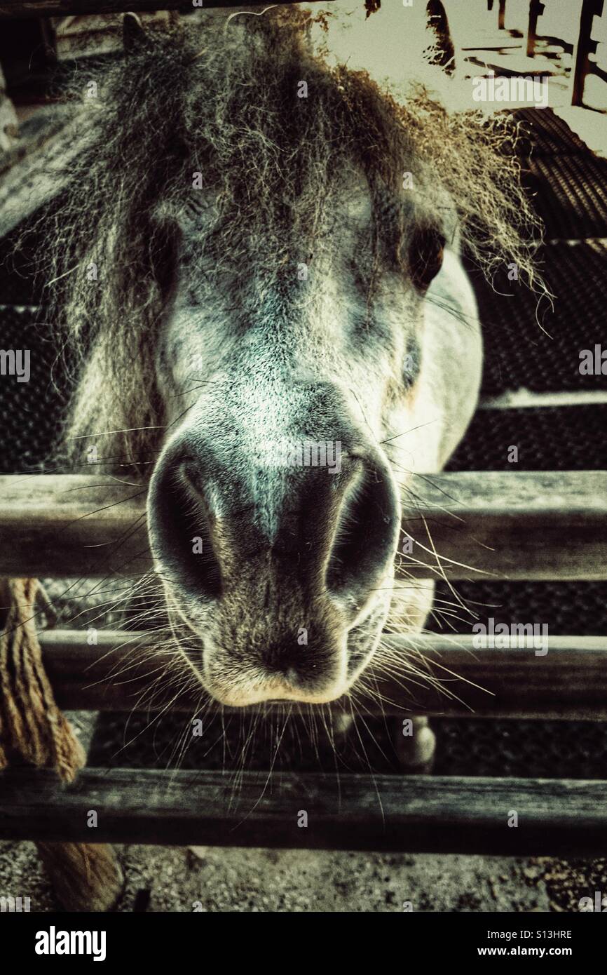 Falabella. Cheval miniature. Banque D'Images