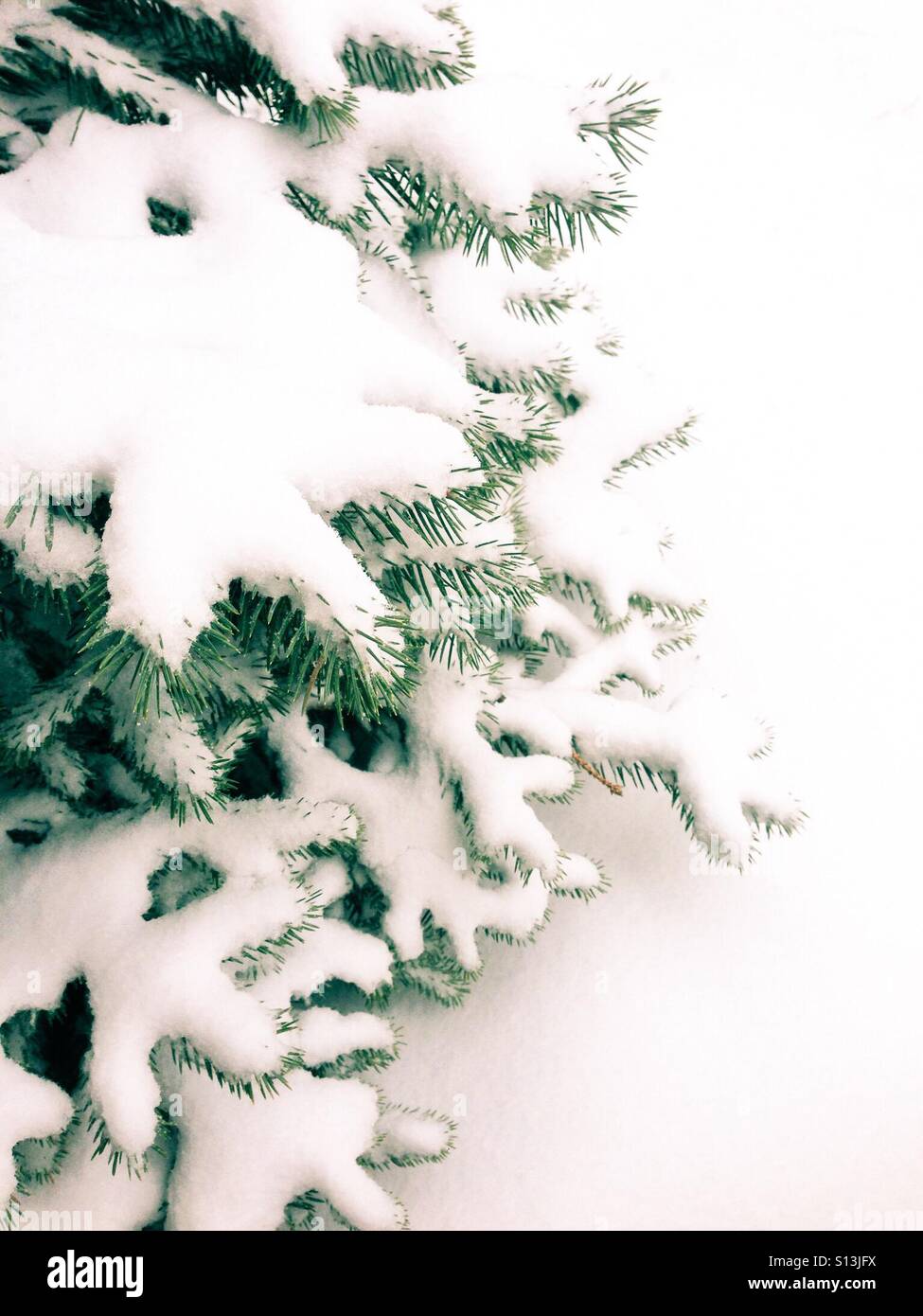La neige accumulée sur les branches plus bas d'un petit conifère. - Image de stock capturée avec un smartphone