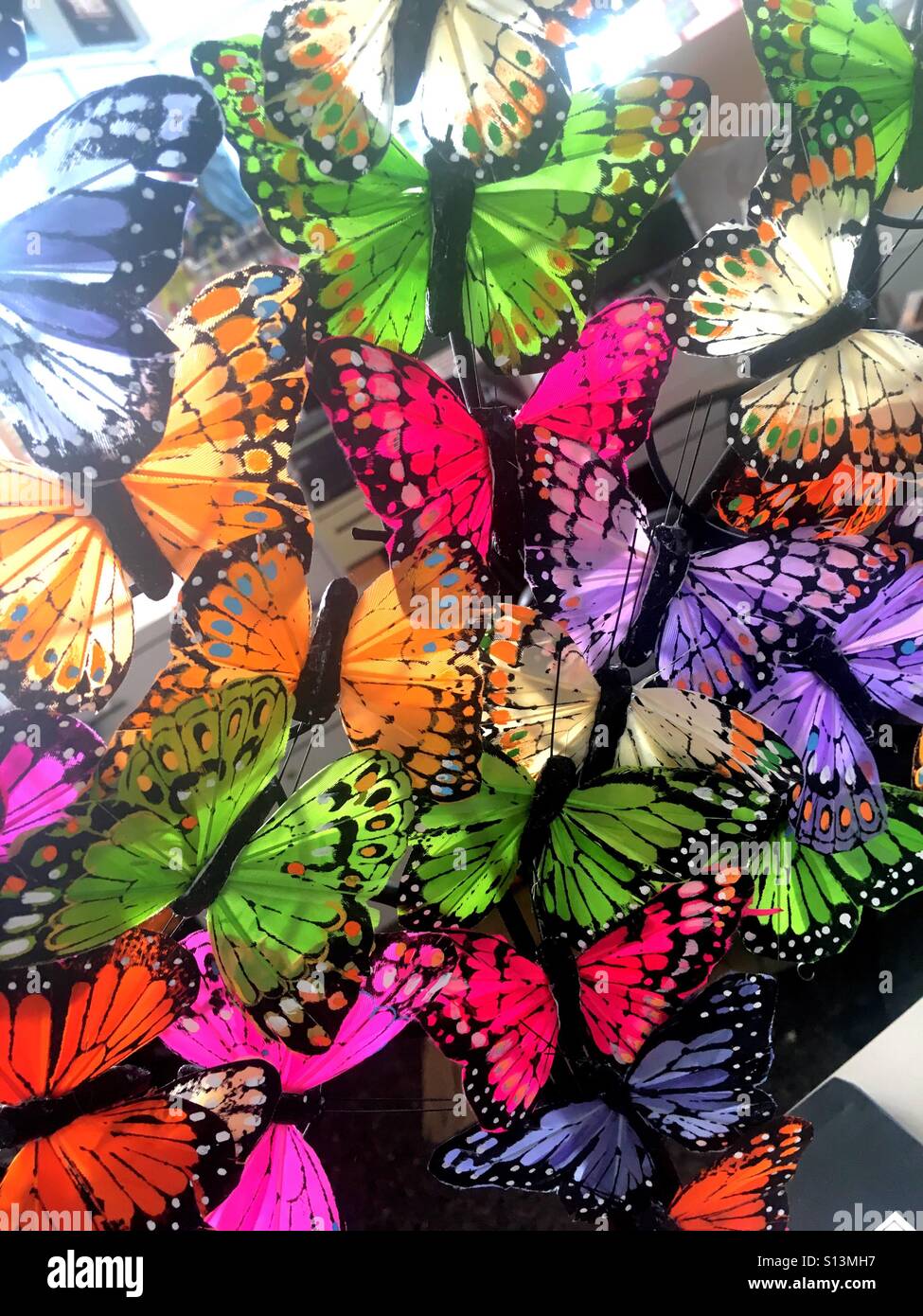 Colorful butterfly display Banque D'Images