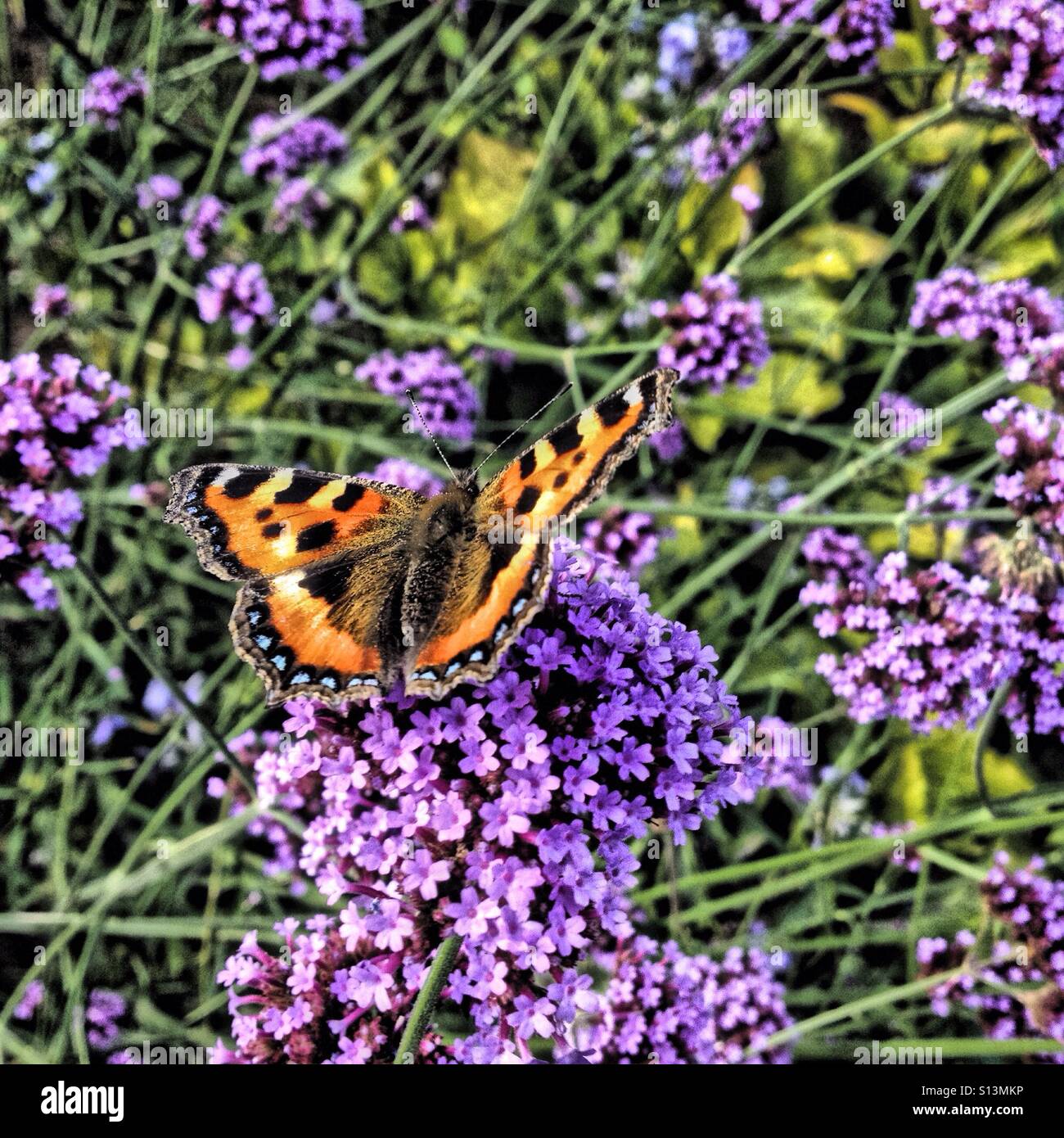 Papillon belle dame dans la fleur bleue Banque D'Images