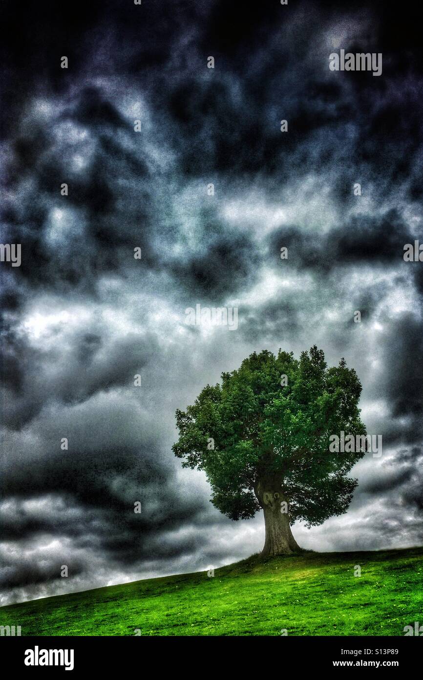 Seul arbre spectaculaire contre ciel nuageux dans la pluie - Image de stock capturée avec un smartphone