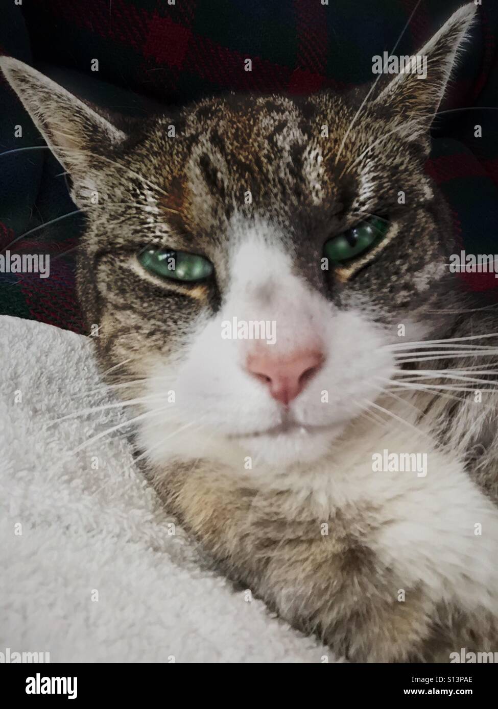 .. .angry chat... - Image de stock capturée avec un smartphone