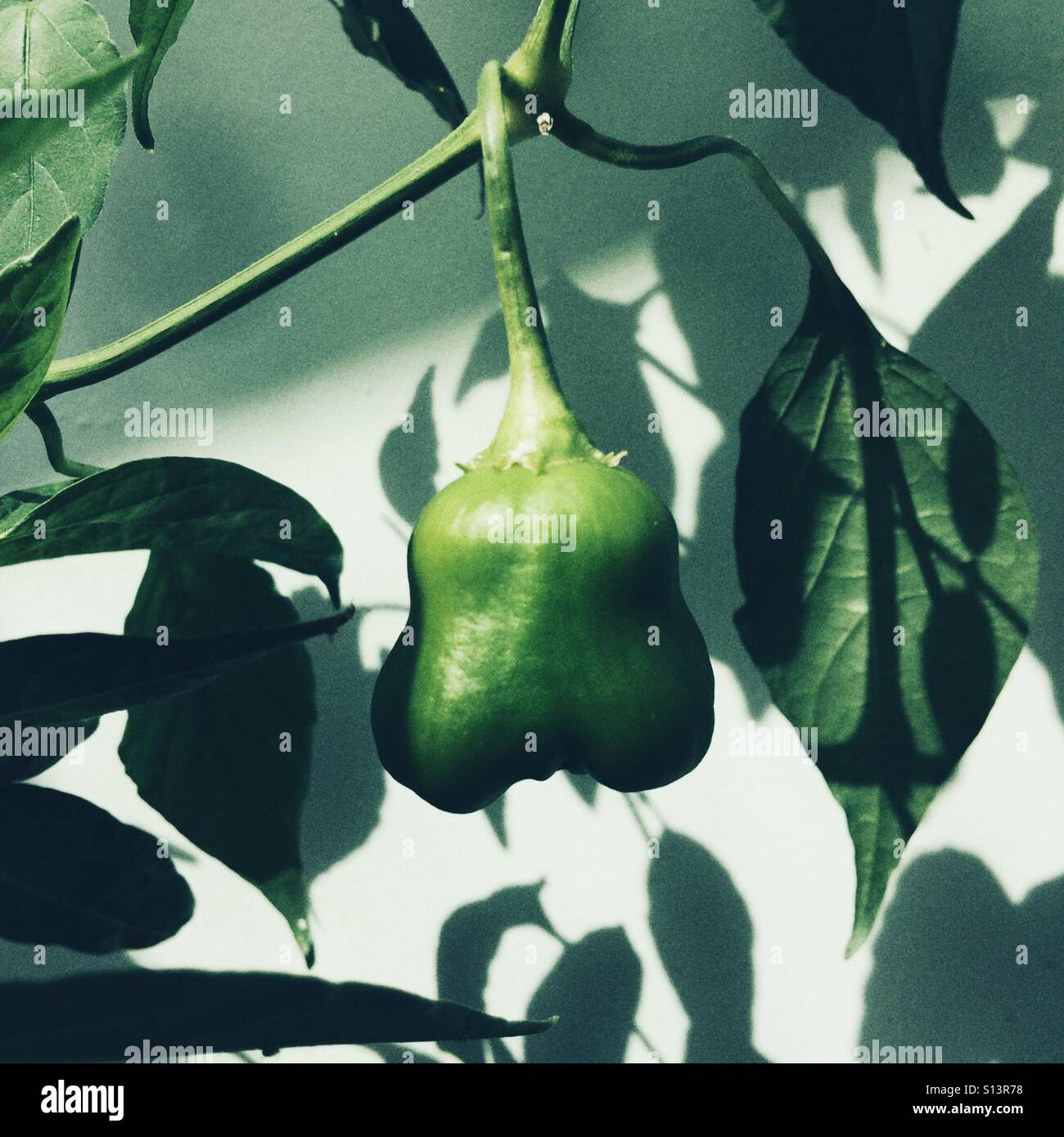 Piment Scotch Bonnet - Image de stock capturée avec un smartphone