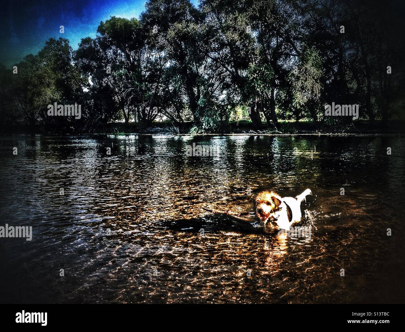 Chien jouant fetch dans une rivière Banque D'Images