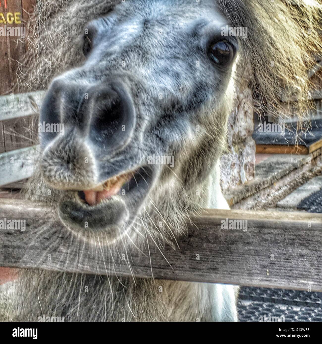 Falabella cheval miniature, espérant une carotte. Banque D'Images