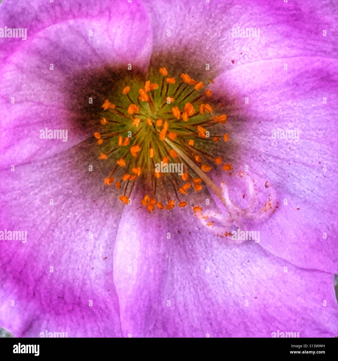 Portulaca oleracea, Close up - Image de stock capturée avec un smartphone