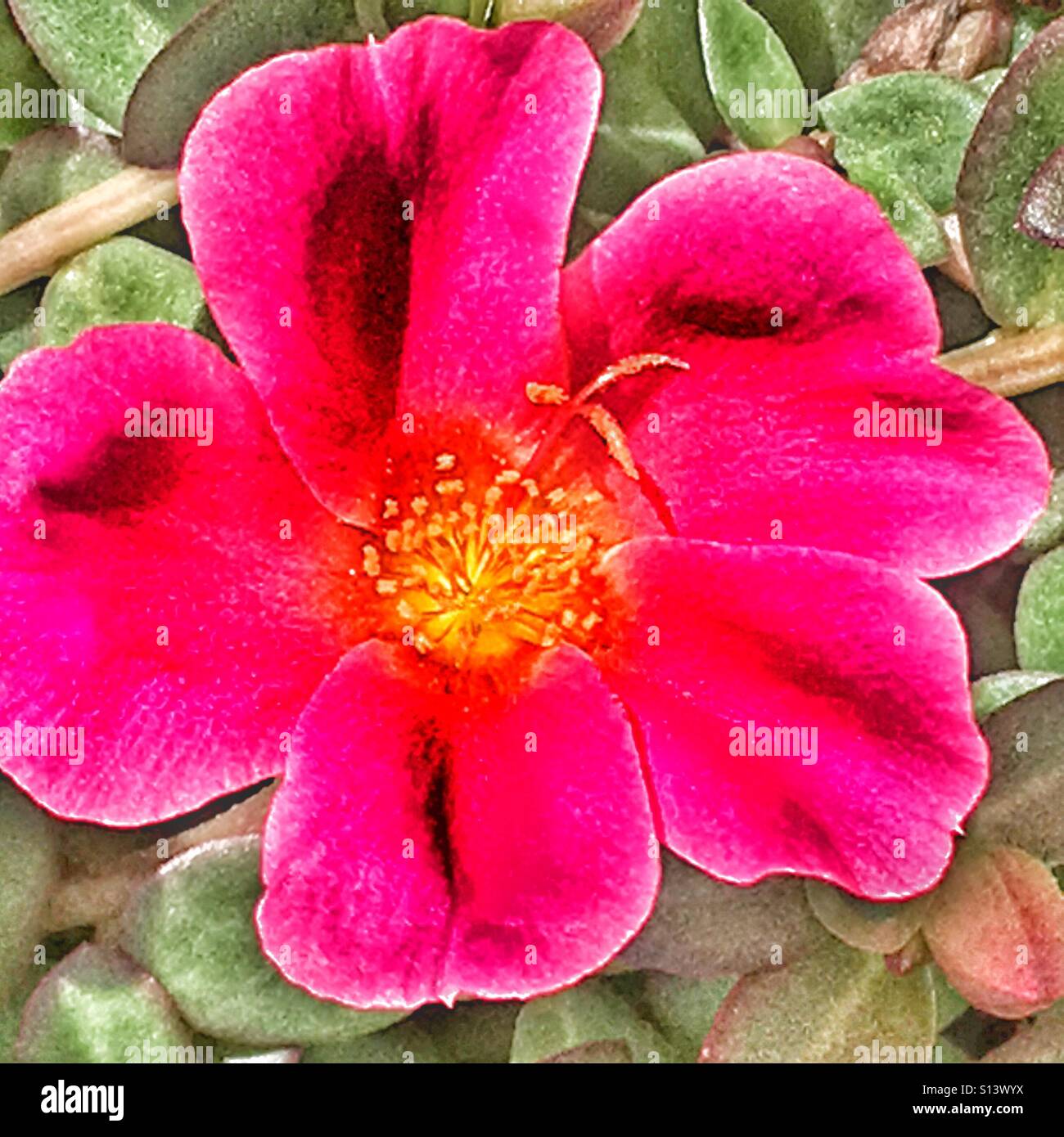 Portulaca oleracea - Image de stock capturée avec un smartphone