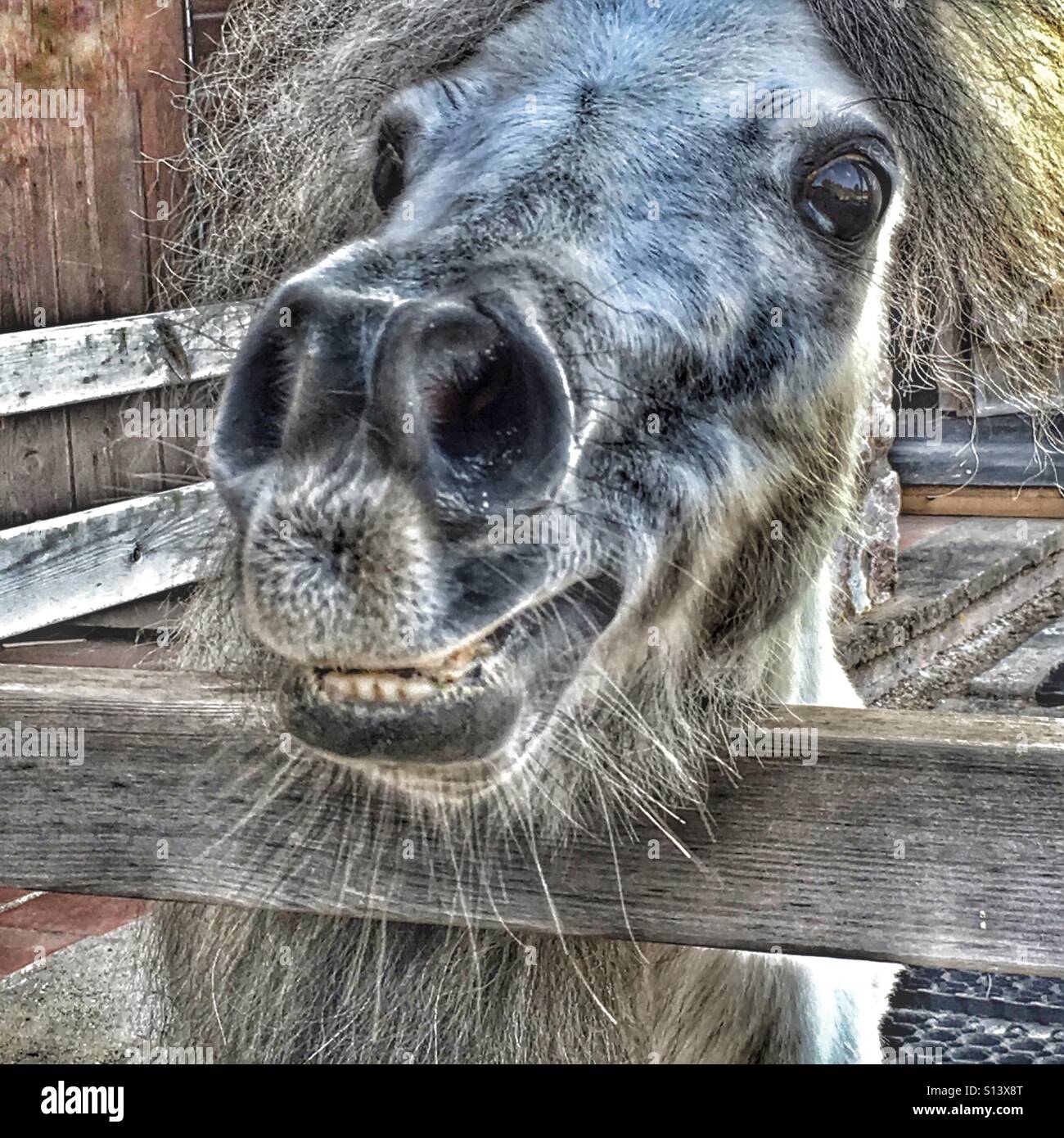 Falabella cheval miniature Banque D'Images