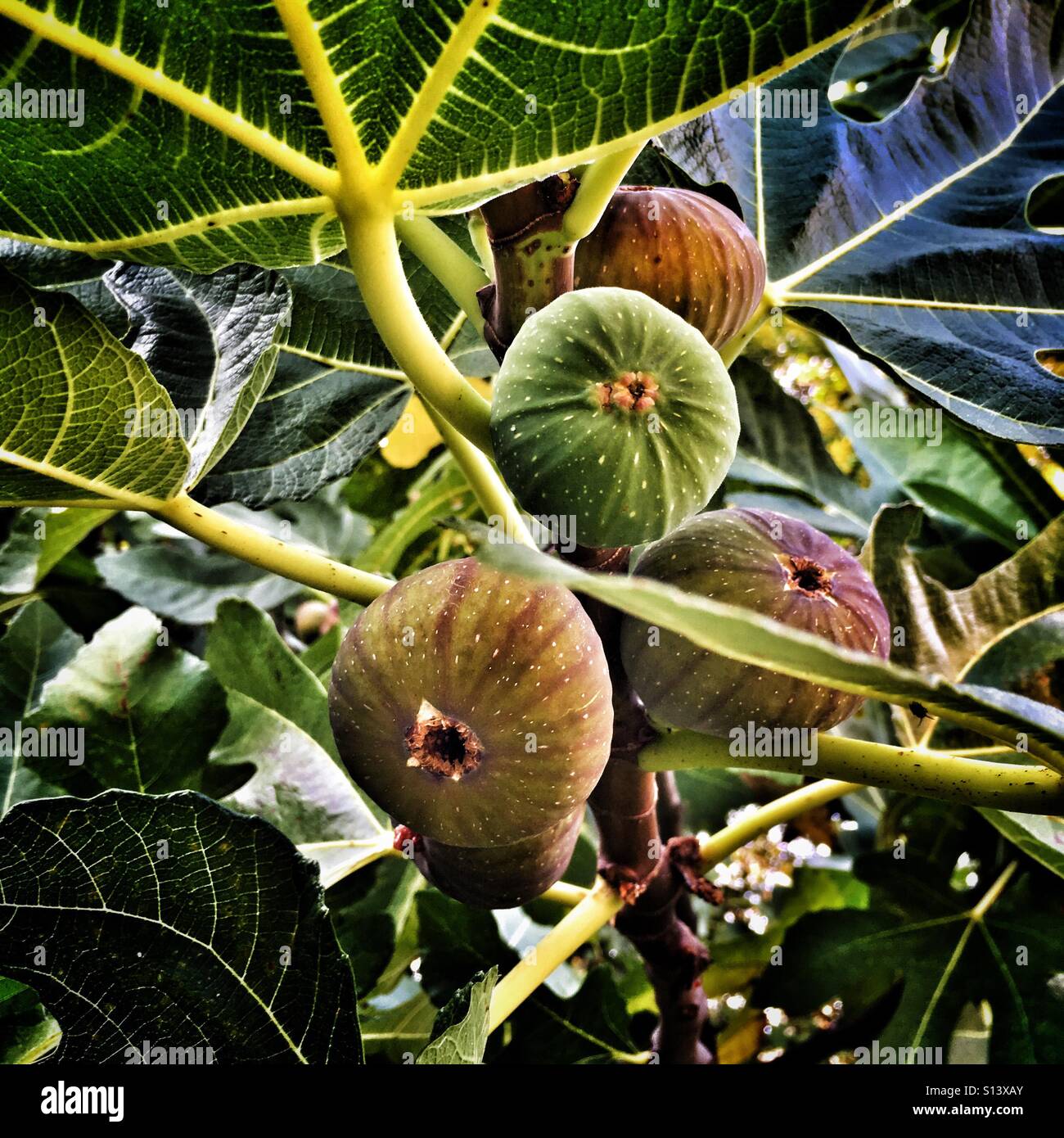 Figuier (Ficus carica) Banque D'Images