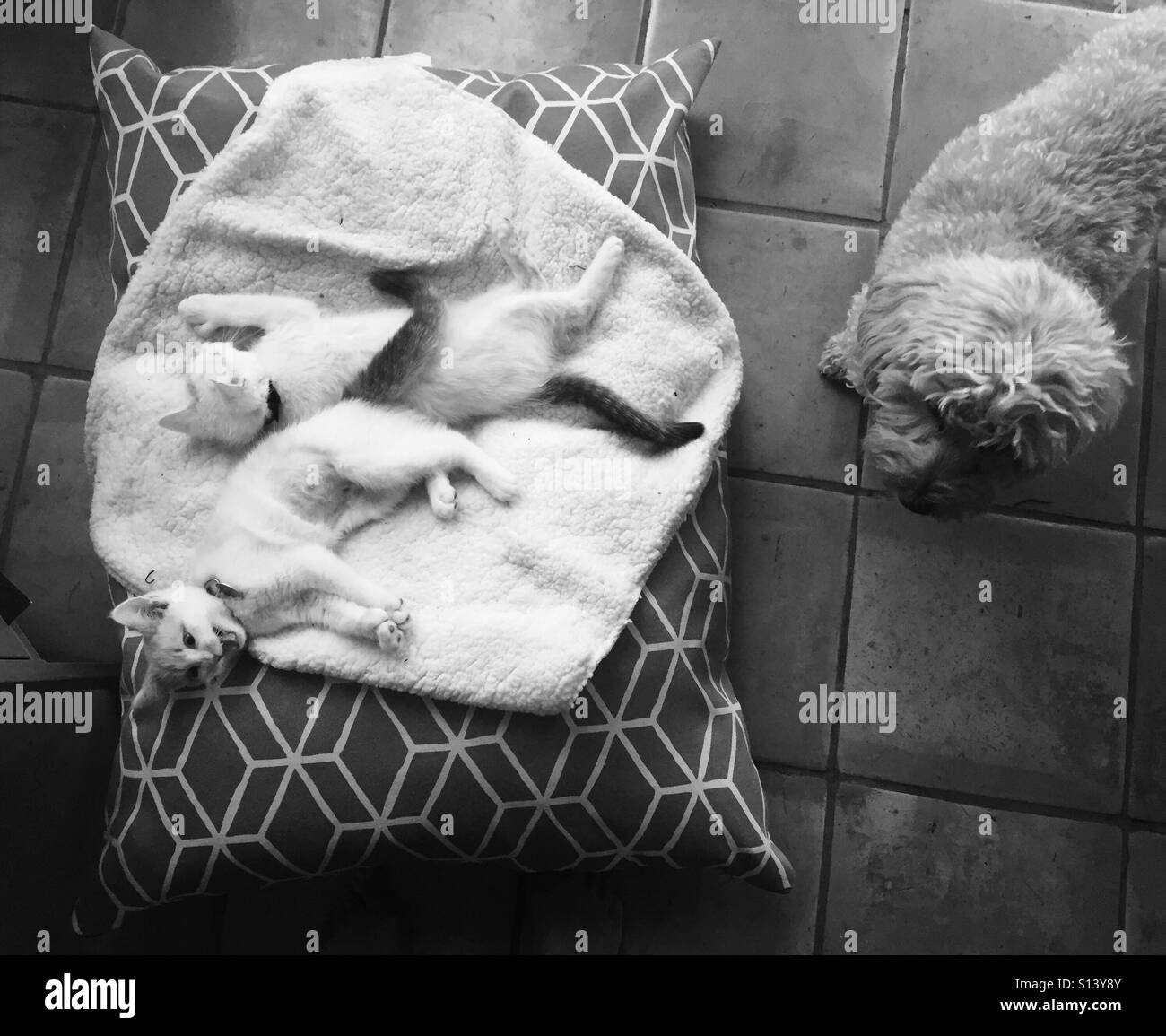 Deux chatons se coucher sur un lit de chien d'empêcher le chien de se coucher sur elle. Banque D'Images