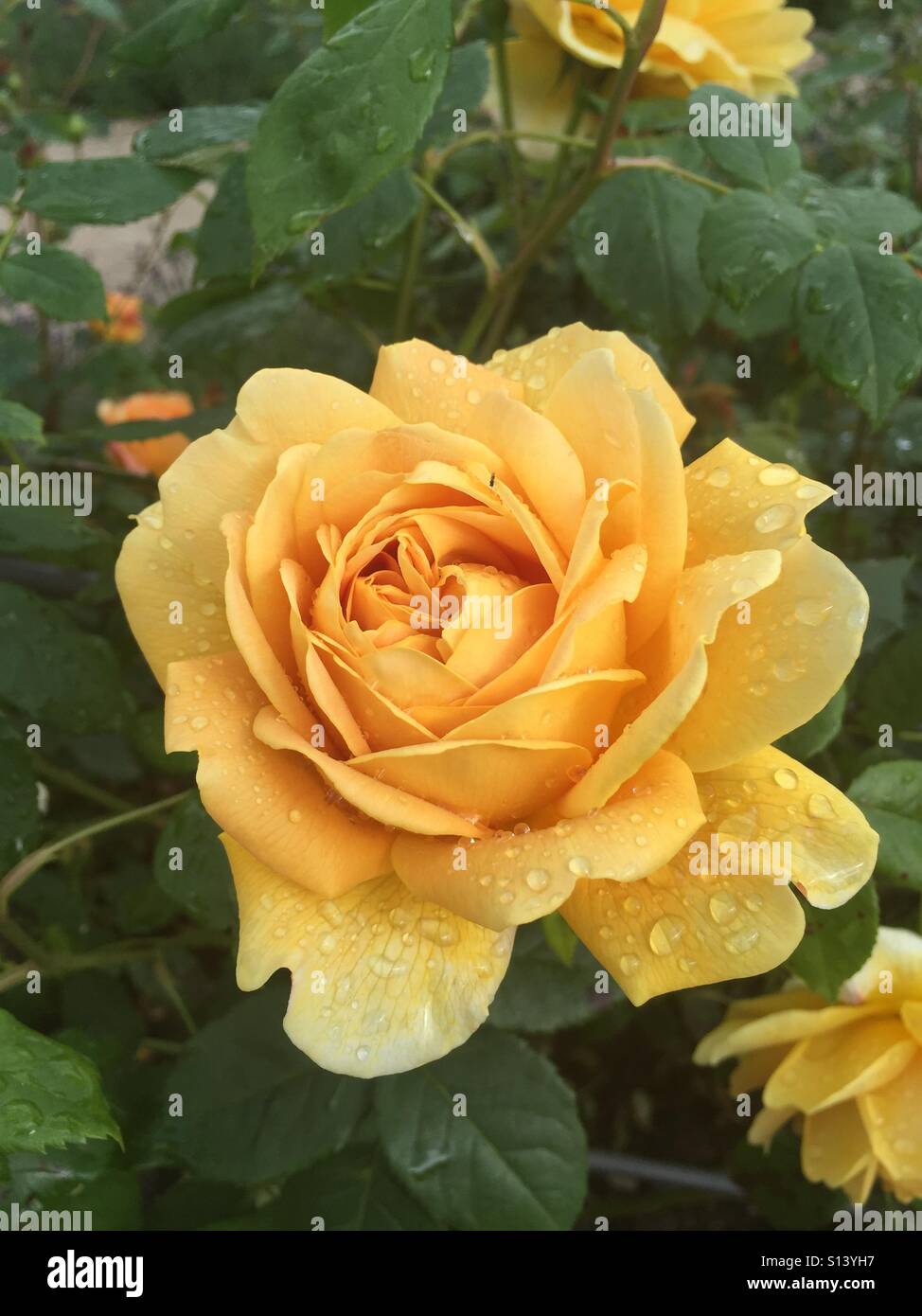 Rose jaune avec des gouttes de pluie Banque D'Images
