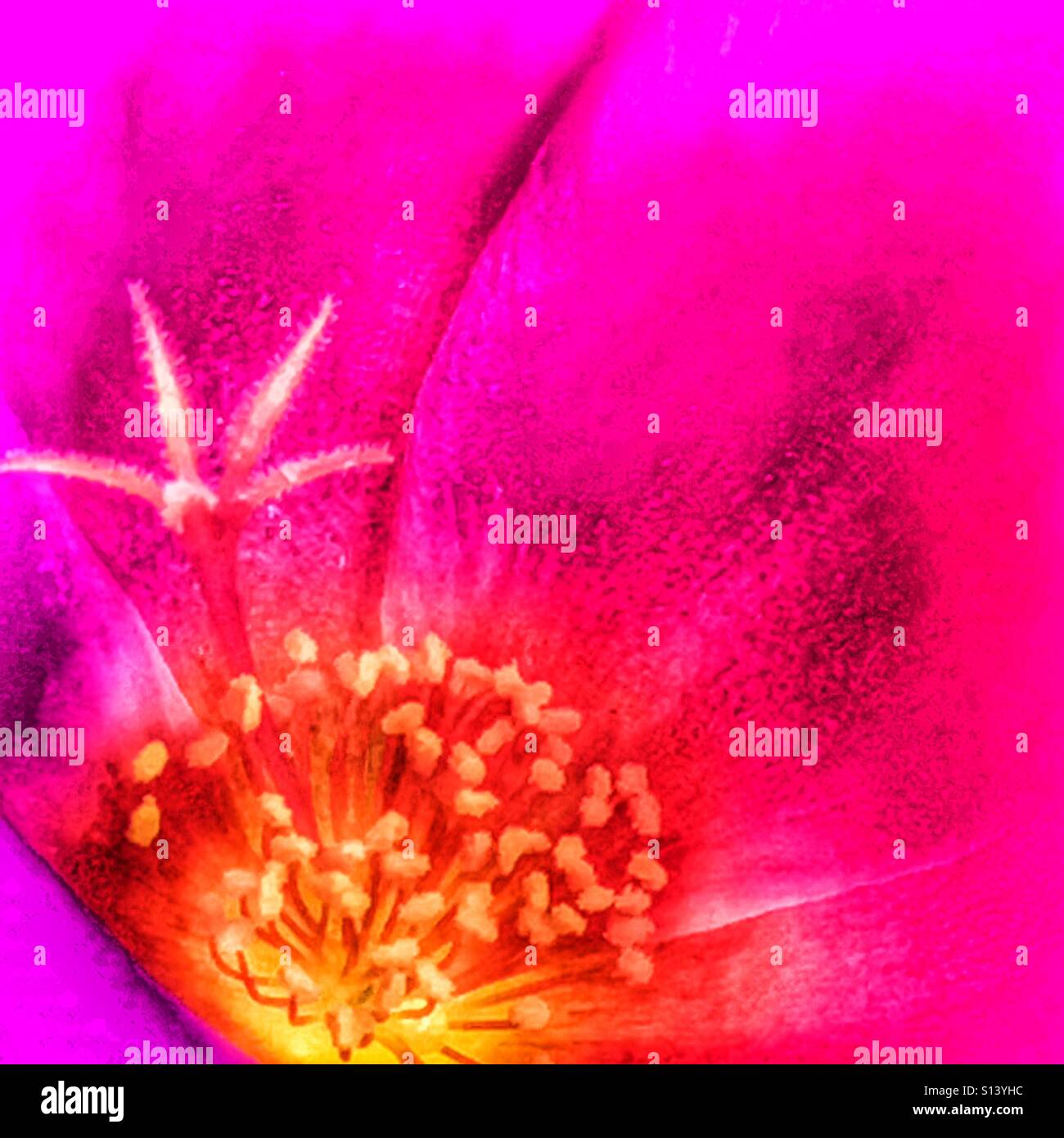 Portulaca oleracea, Close up - Image de stock capturée avec un smartphone