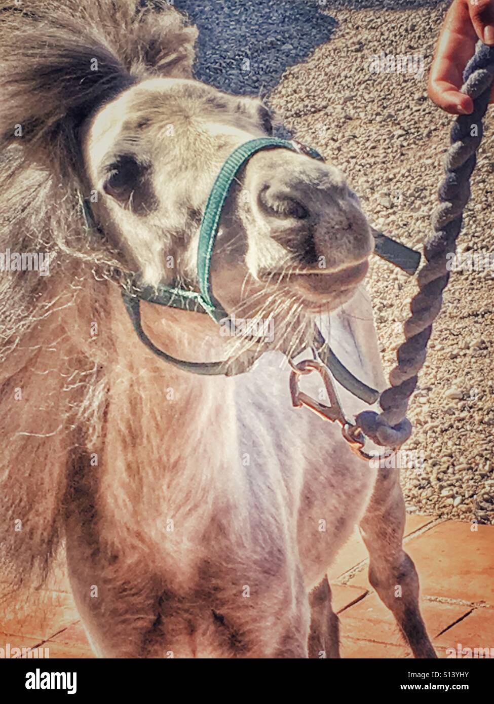 Falabella cheval miniature, tenue en laisse la corde. Banque D'Images