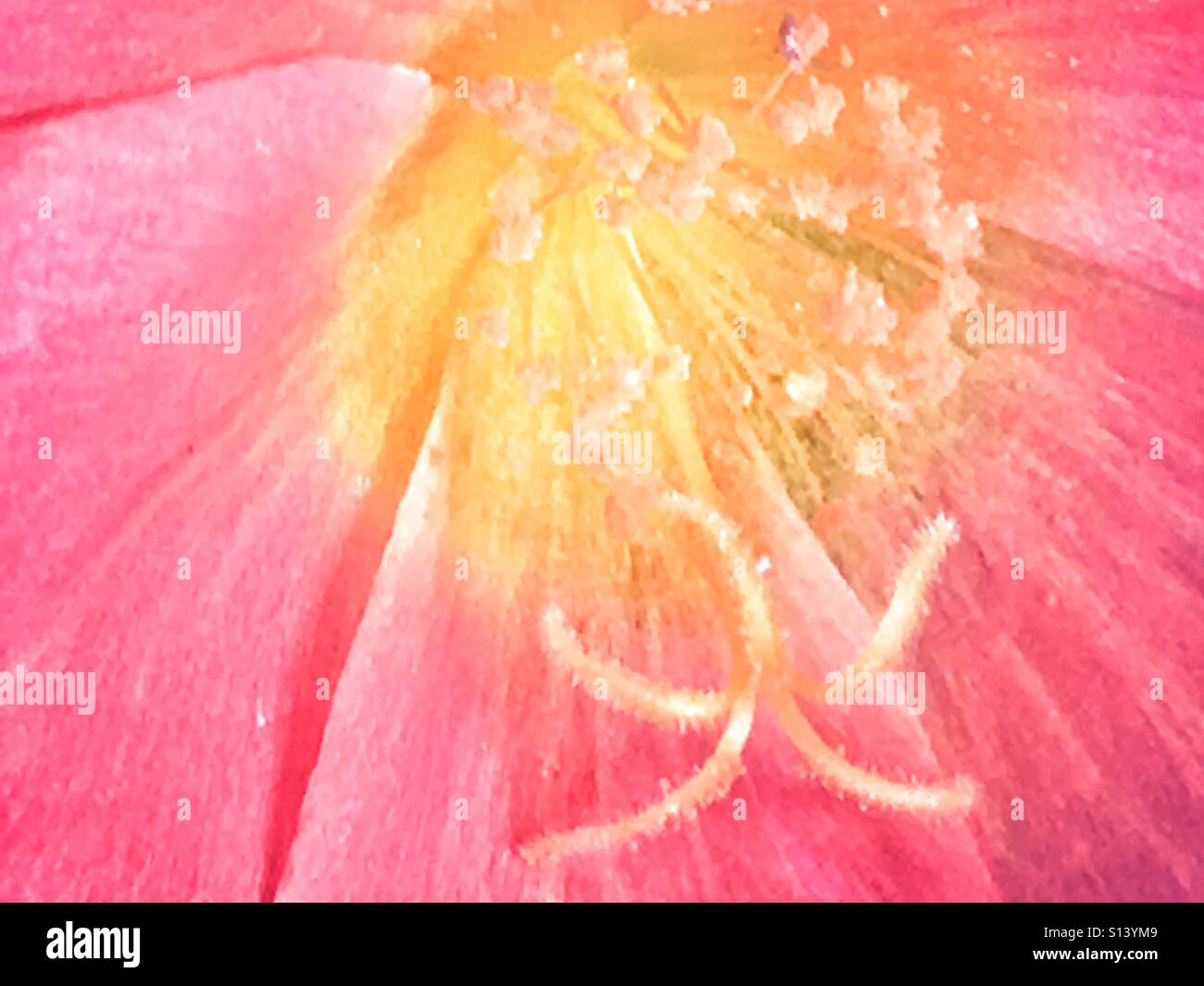 Portulaca oleracea, Close up - Image de stock capturée avec un smartphone