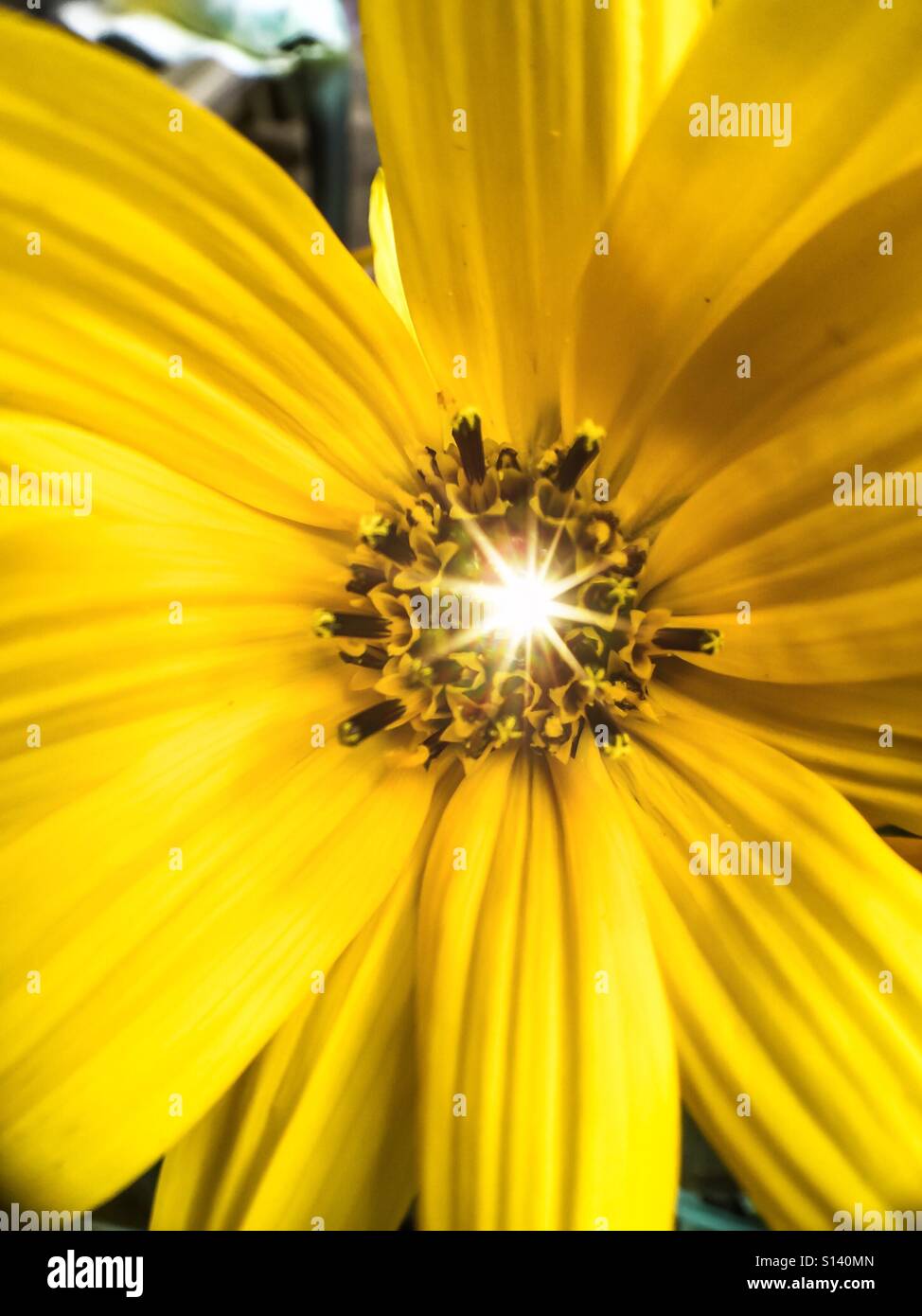 Point de lumière, figurativement, littéralement, et organiquement. Le Centre d'une fleur jaune montre une étincelle, Ontario, Canada Banque D'Images