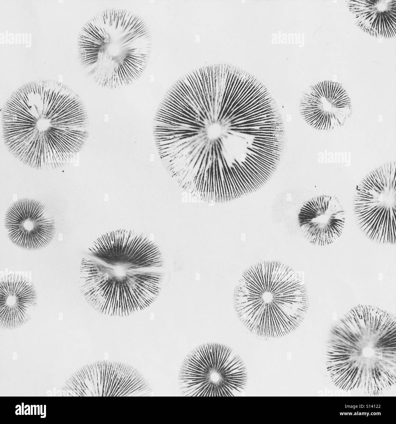 Des spores de champignons imprime sur du papier blanc. Les champignons recueillis sur Maui. Banque D'Images