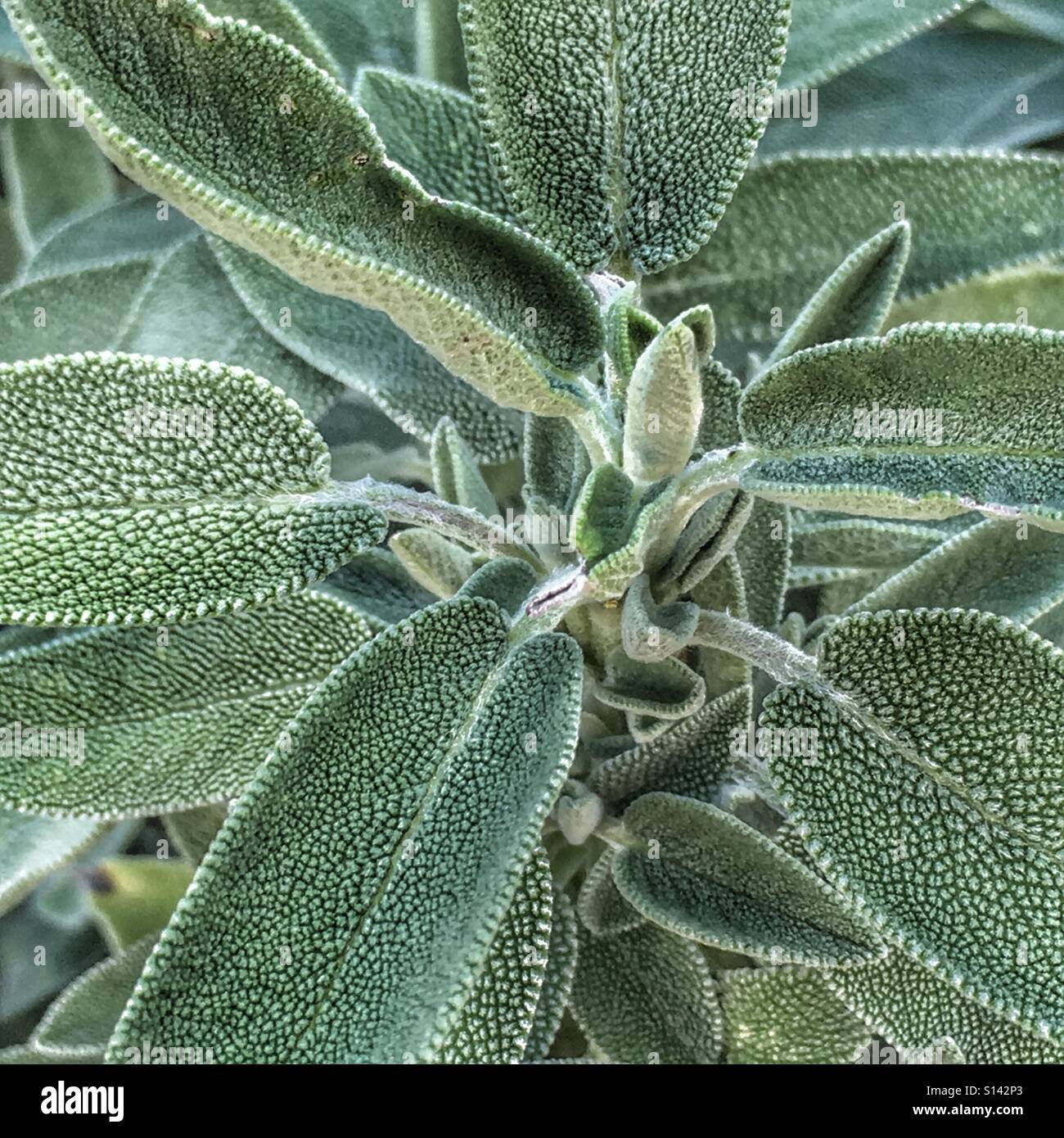 La sauge, Salvia officinalis - Image de stock capturée avec un smartphone