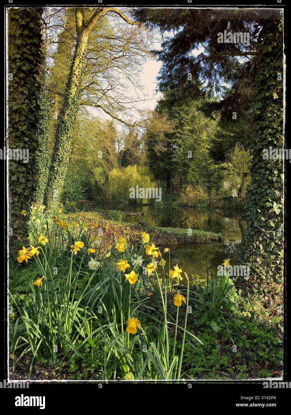 Les jonquilles et les arbres en campagne. Banque D'Images