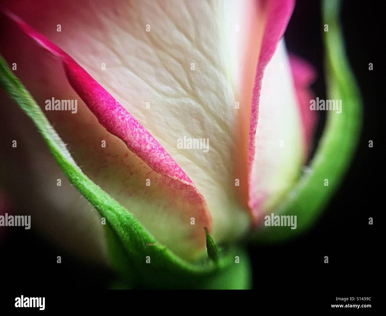 Gros plan sur une magnifique rose blanche avec bordure rose - Image de stock capturée avec un smartphone