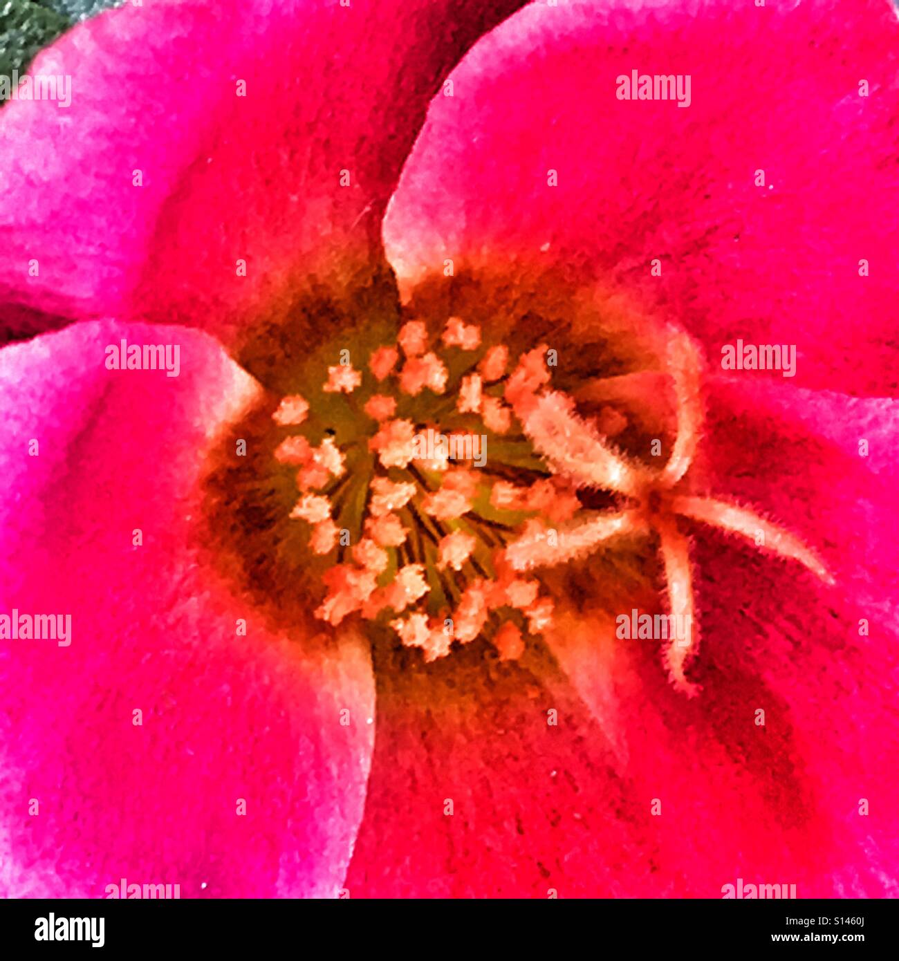 Mousse rose, Close up - Image de stock capturée avec un smartphone