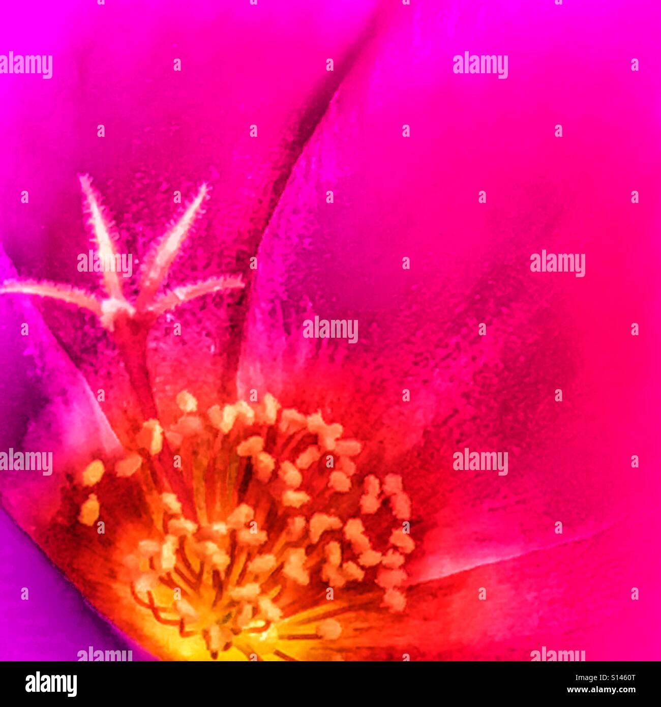 Mousse rose, Close up - Image de stock capturée avec un smartphone