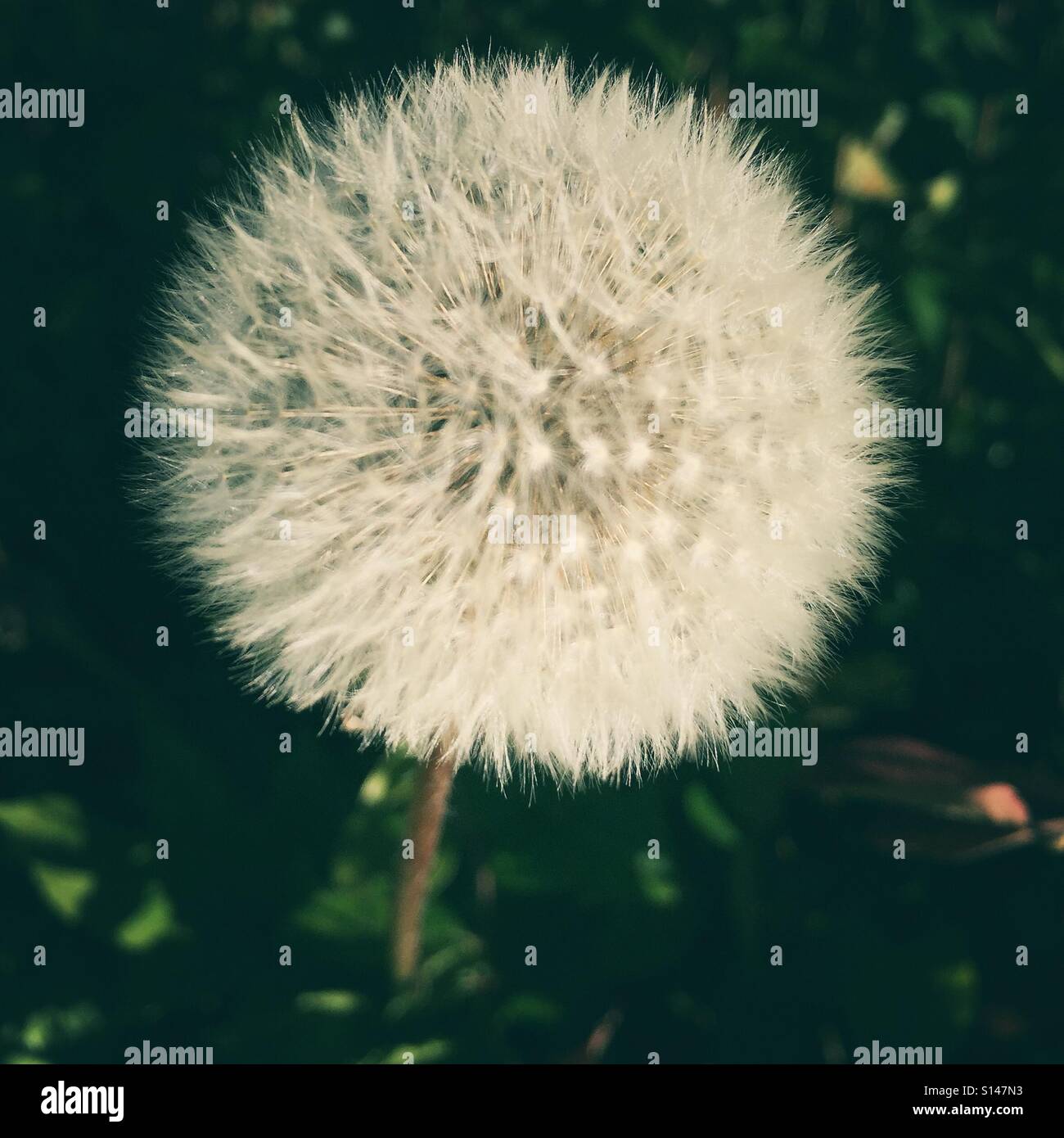 Une tête de graines de pissenlit dans la lumière du soir. Banque D'Images