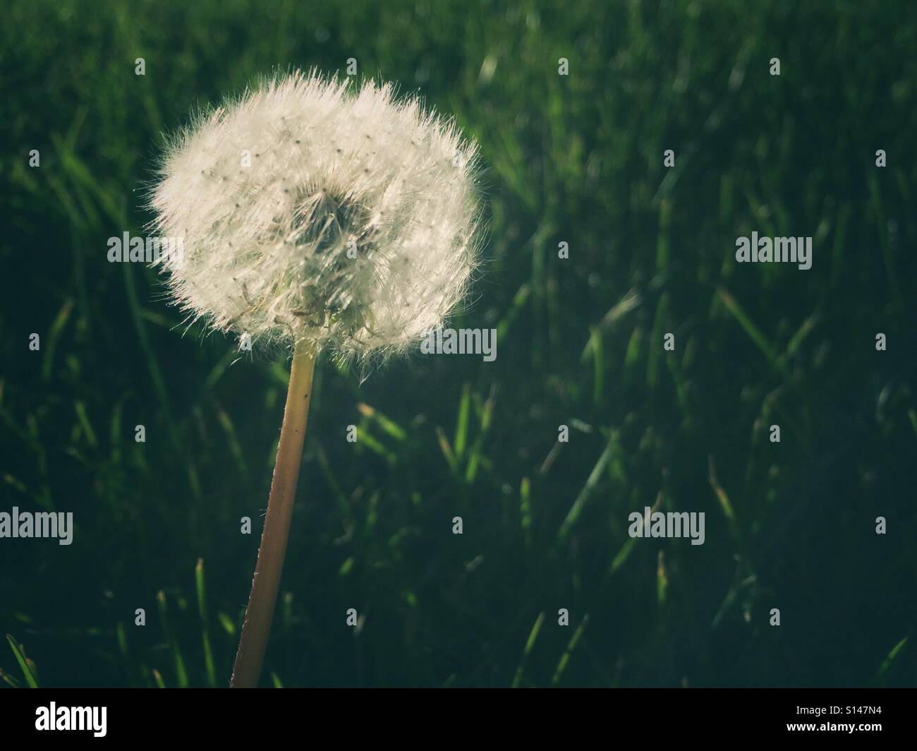Une tête de graines de pissenlit dans la lumière du soir. Banque D'Images