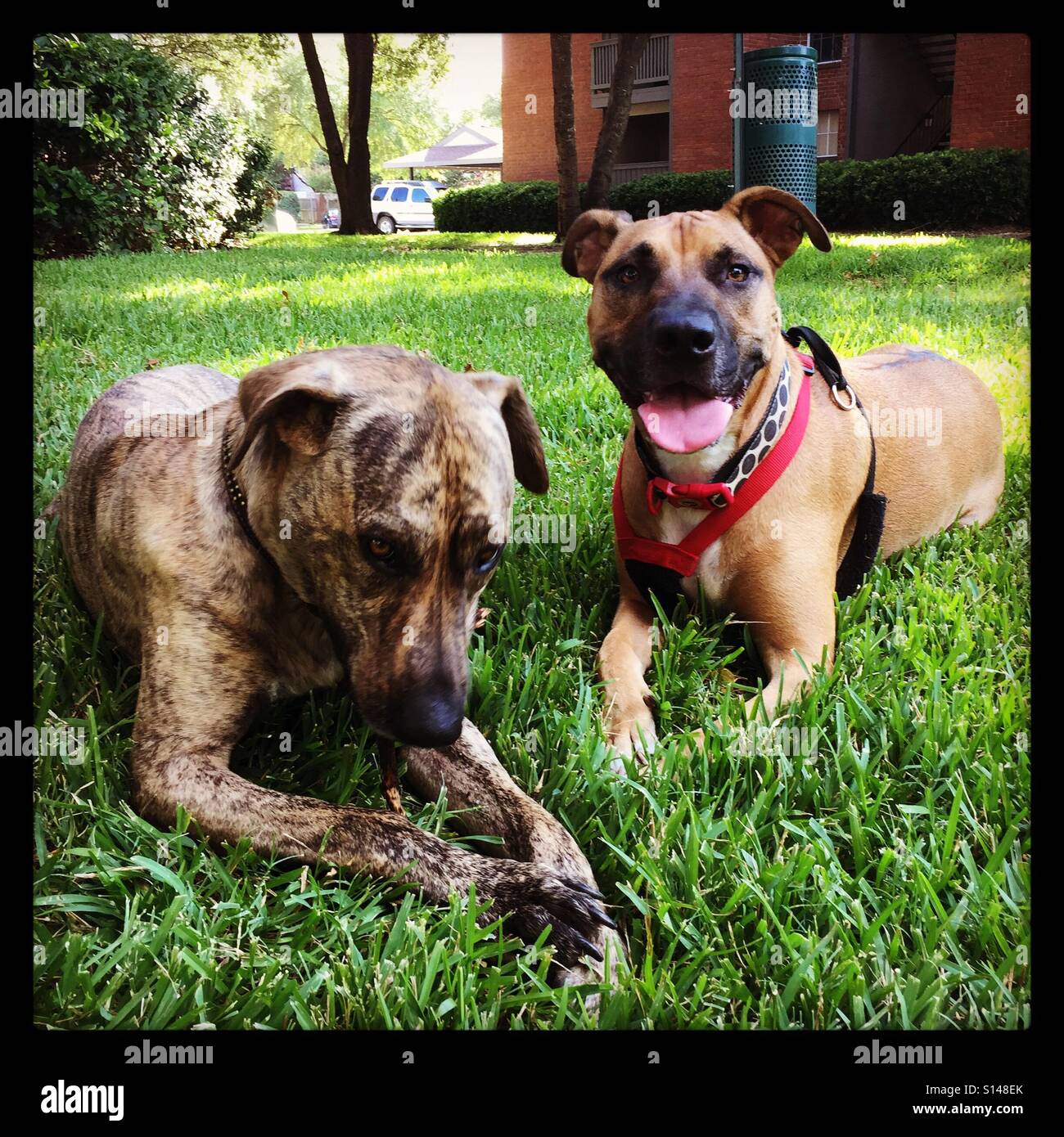 Deux chiens réside dans l'herbe. - Image de stock capturée avec un smartphone