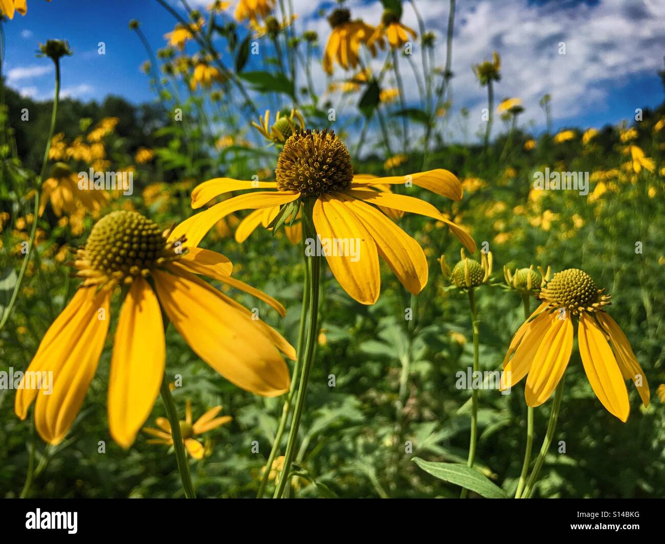 Fleurs sauvages jaune au Wisconsin - Image de stock capturée avec un smartphone