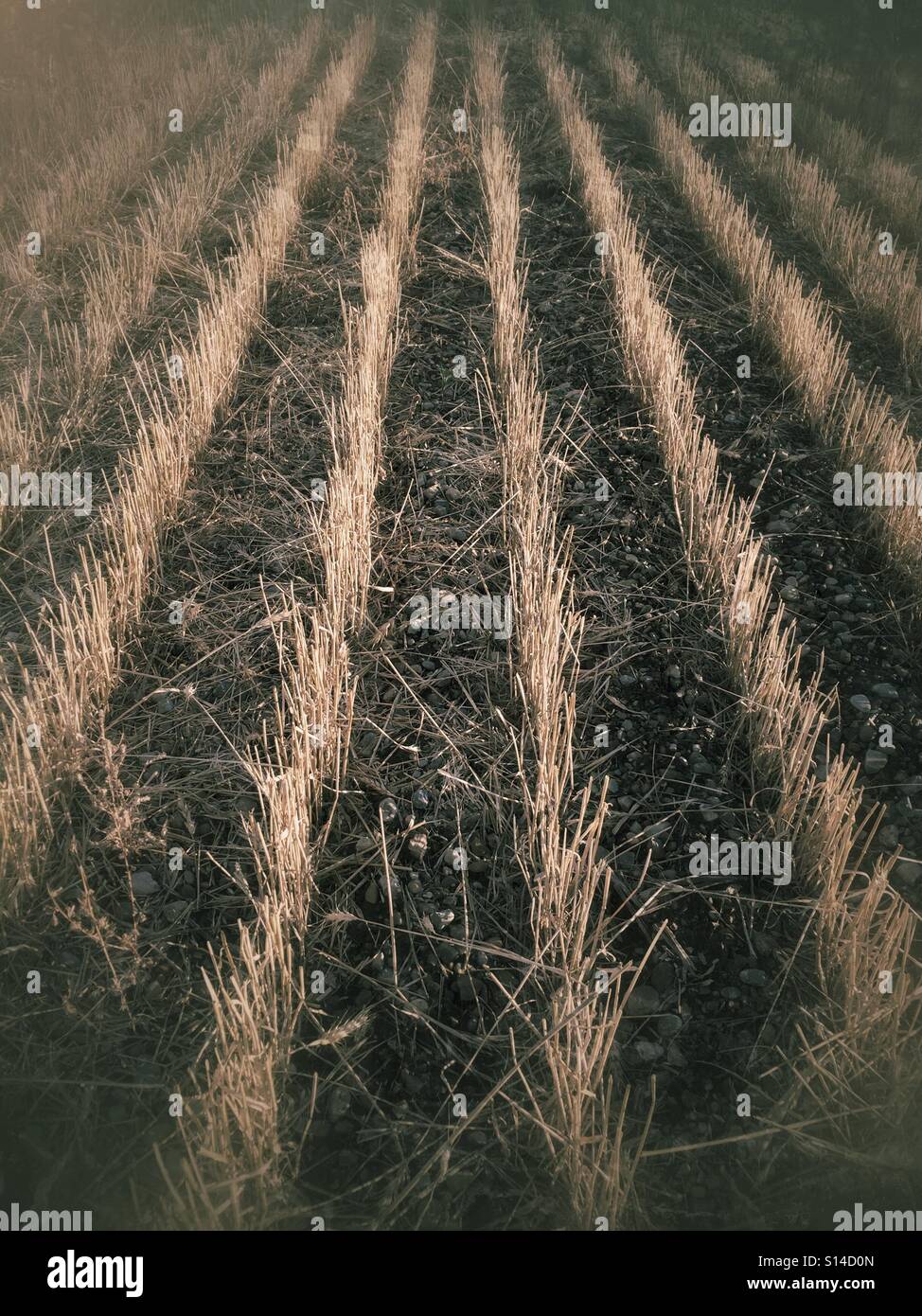 Rangées de gauche de chaume dans une prairie champ après la récolte a été rentrée. Banque D'Images