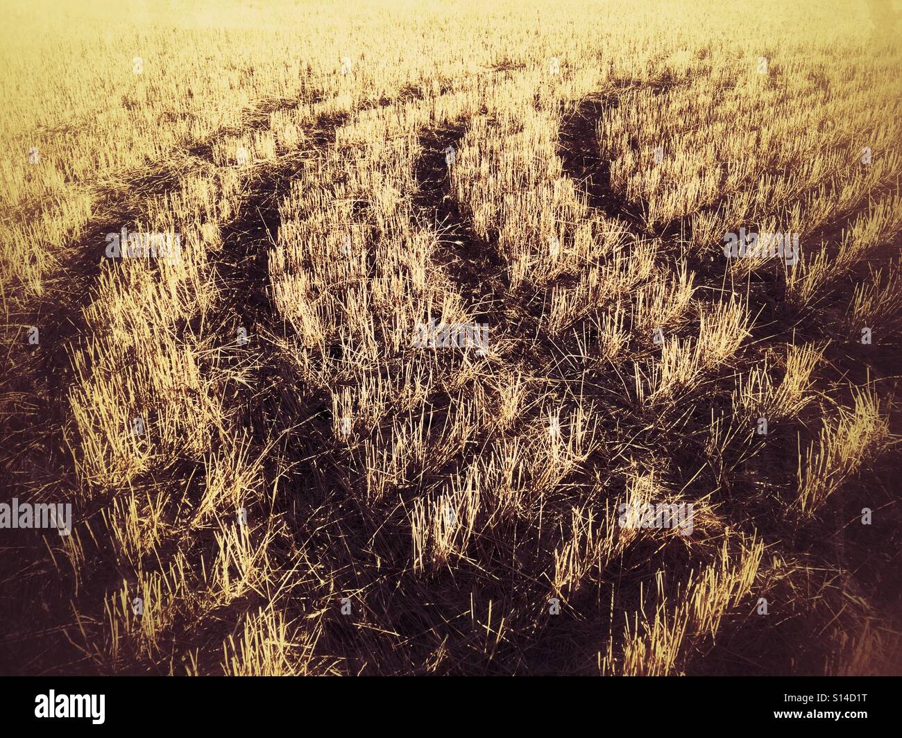 Équipement agricole laisse sa marque dans un champ récemment récoltées. Banque D'Images