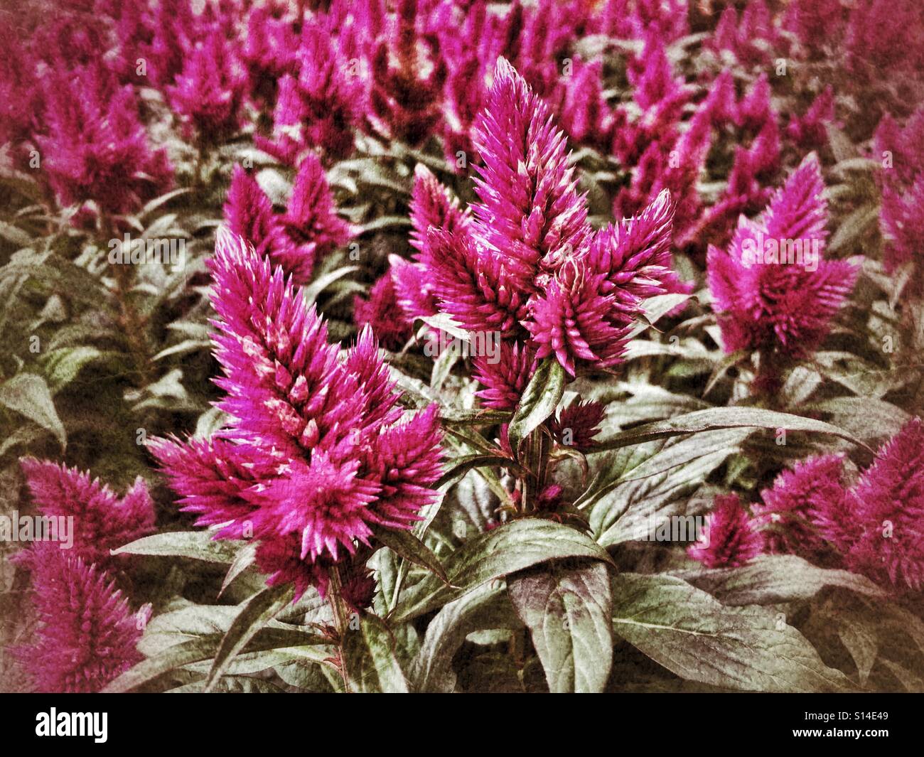 Fleurs roses - Image de stock capturée avec un smartphone