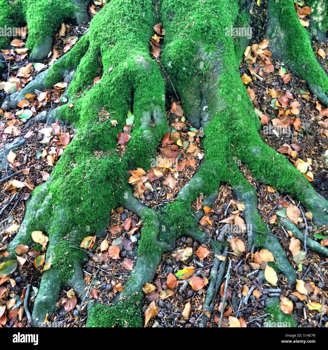 Hêtre tronc de l'arbre et les racines couvertes de mousse vert vif, Hampshire, Angleterre, Royaume-Uni. Banque D'Images