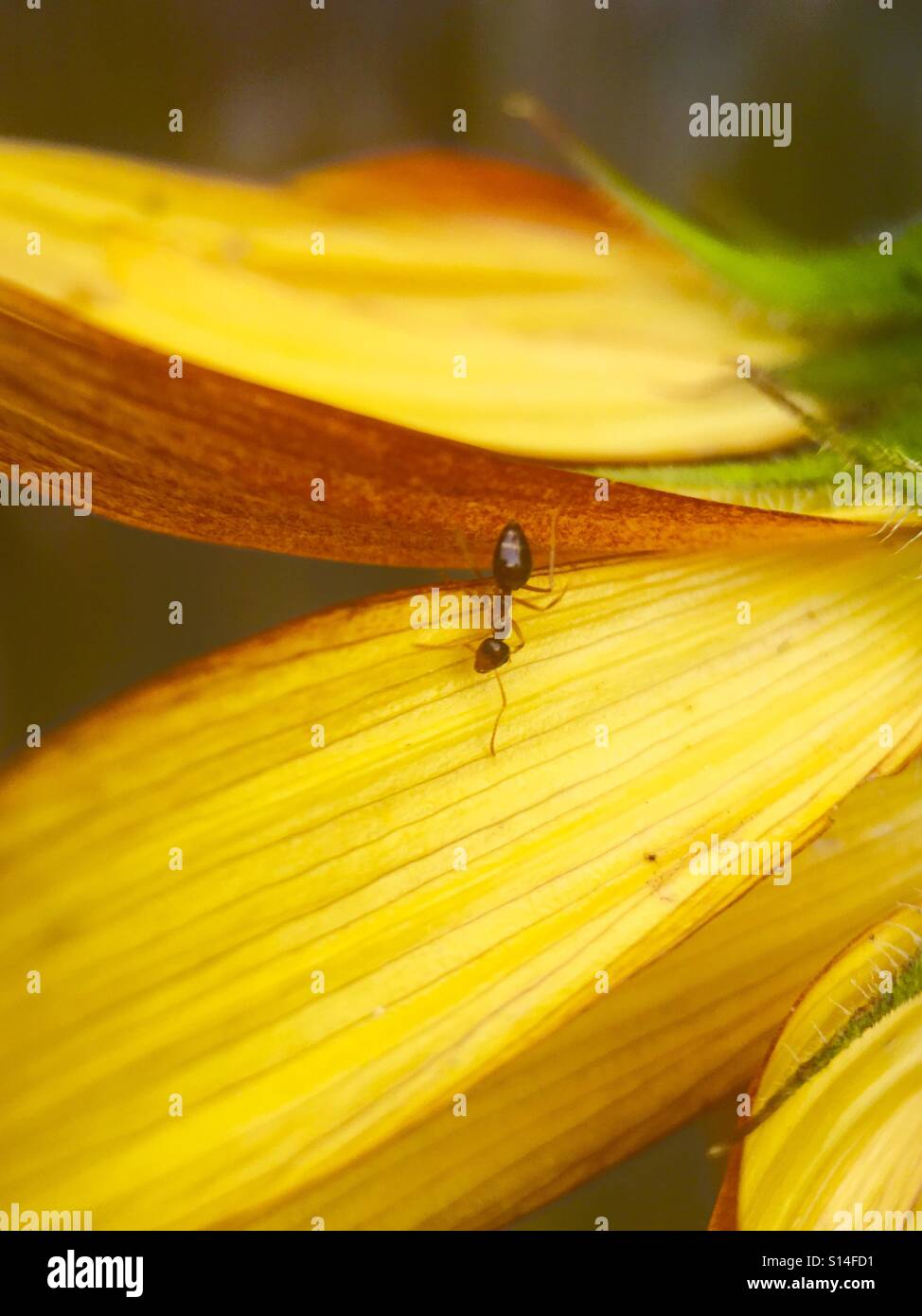 Insectes minuscules Banque de photographies et d’images à haute — free download
