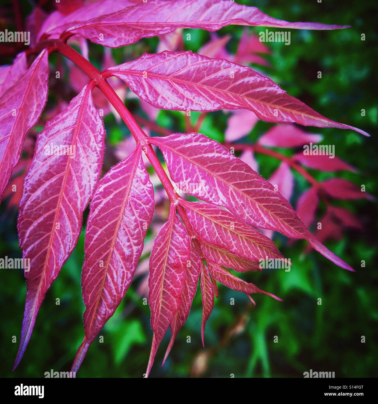 Feuilles de rose au printemps Banque D'Images