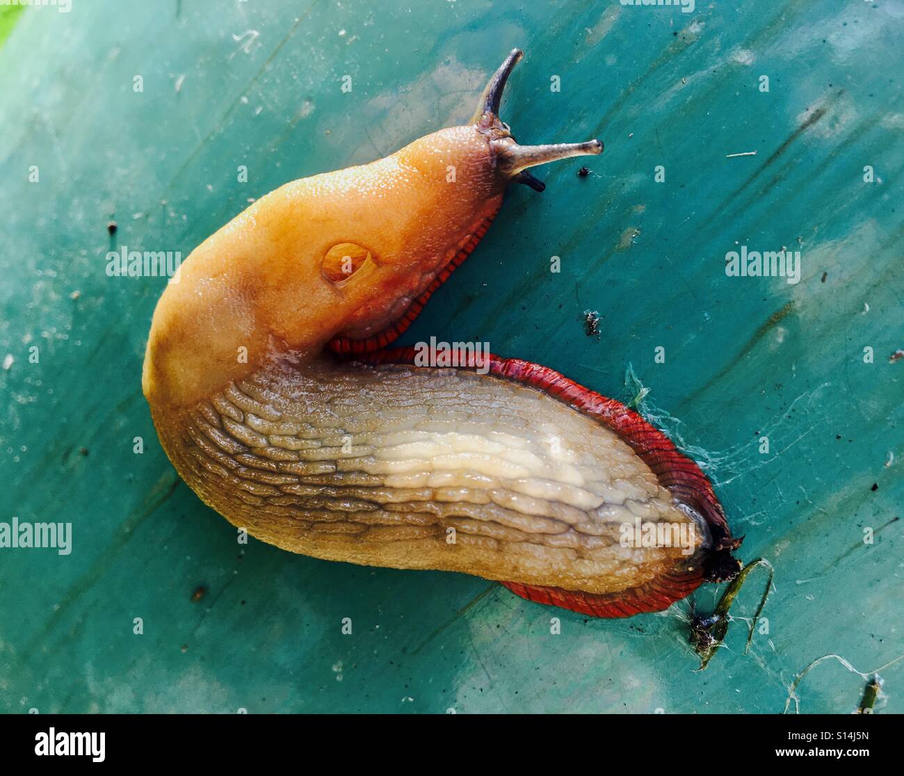 Grande Limace espagnol, beige avec orange 'skirt' sur un pot de bleu, grand jardin pest - Image de stock capturée avec un smartphone