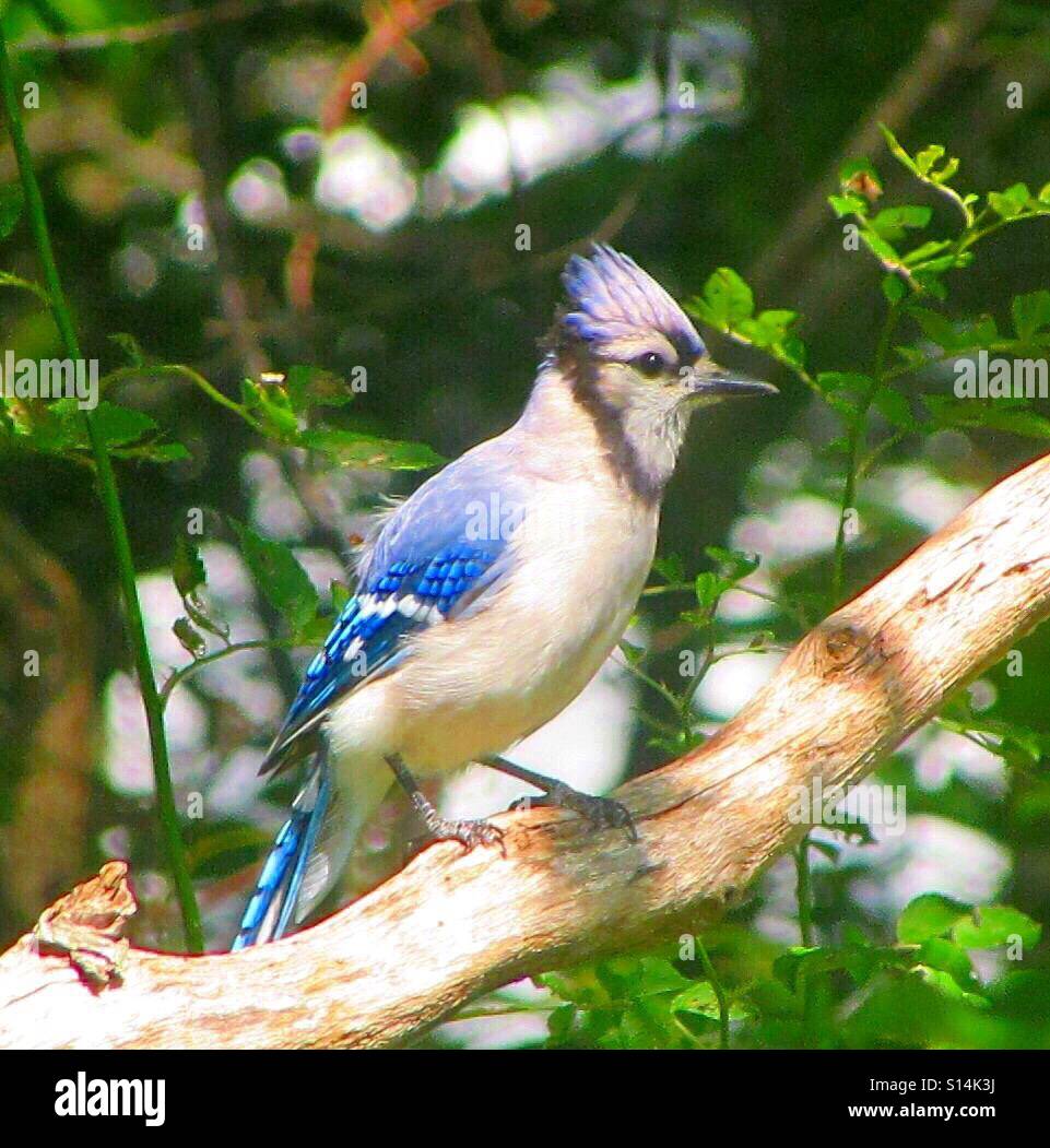 Faune - Image de stock capturée avec un smartphone Faune - Image de stock capturée avec un smartphone