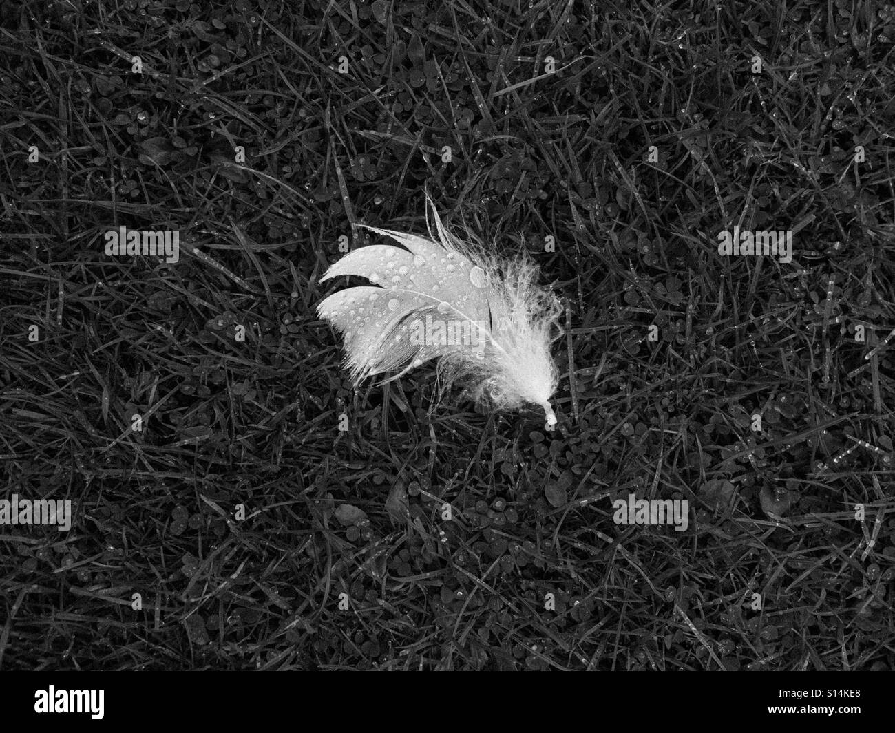 Une plume d'oie blanche sur l'herbe Banque D'Images