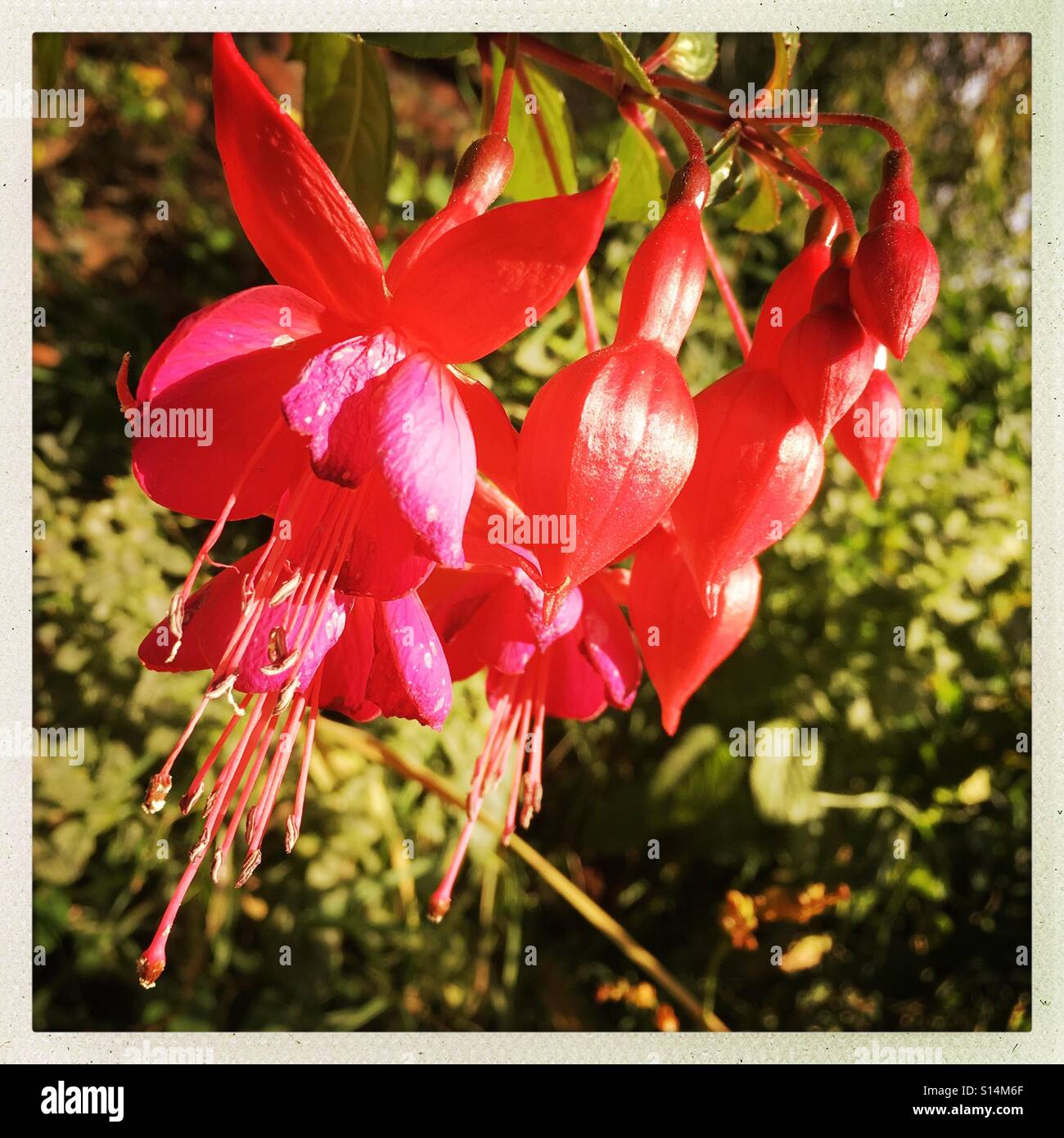 Fleurs fuchsia rouge - Image de stock capturée avec un smartphone