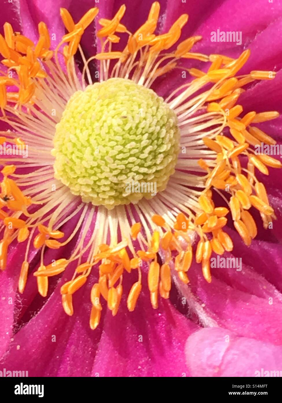 Coeur Gros Plan De Fleur Rose Jaune Vif Et Blanc Banque D