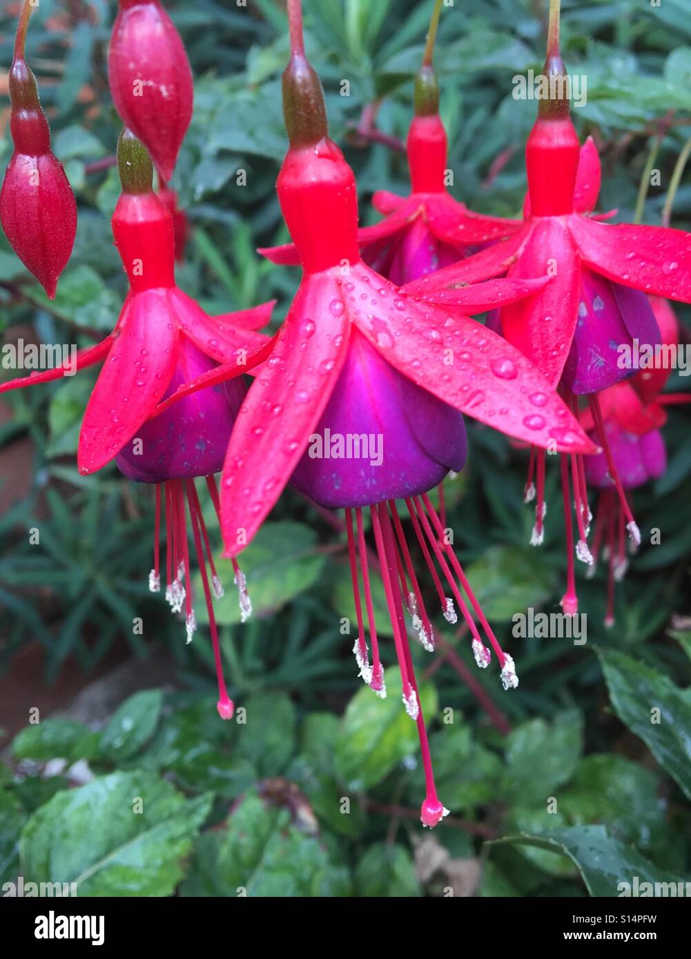 Des modèles dans la nature - Jardin d'ornement fleurs Fuschia, rose et mauve avec de longues étamines. Les gouttelettes d'eau après une douche de pluie Banque D'Images